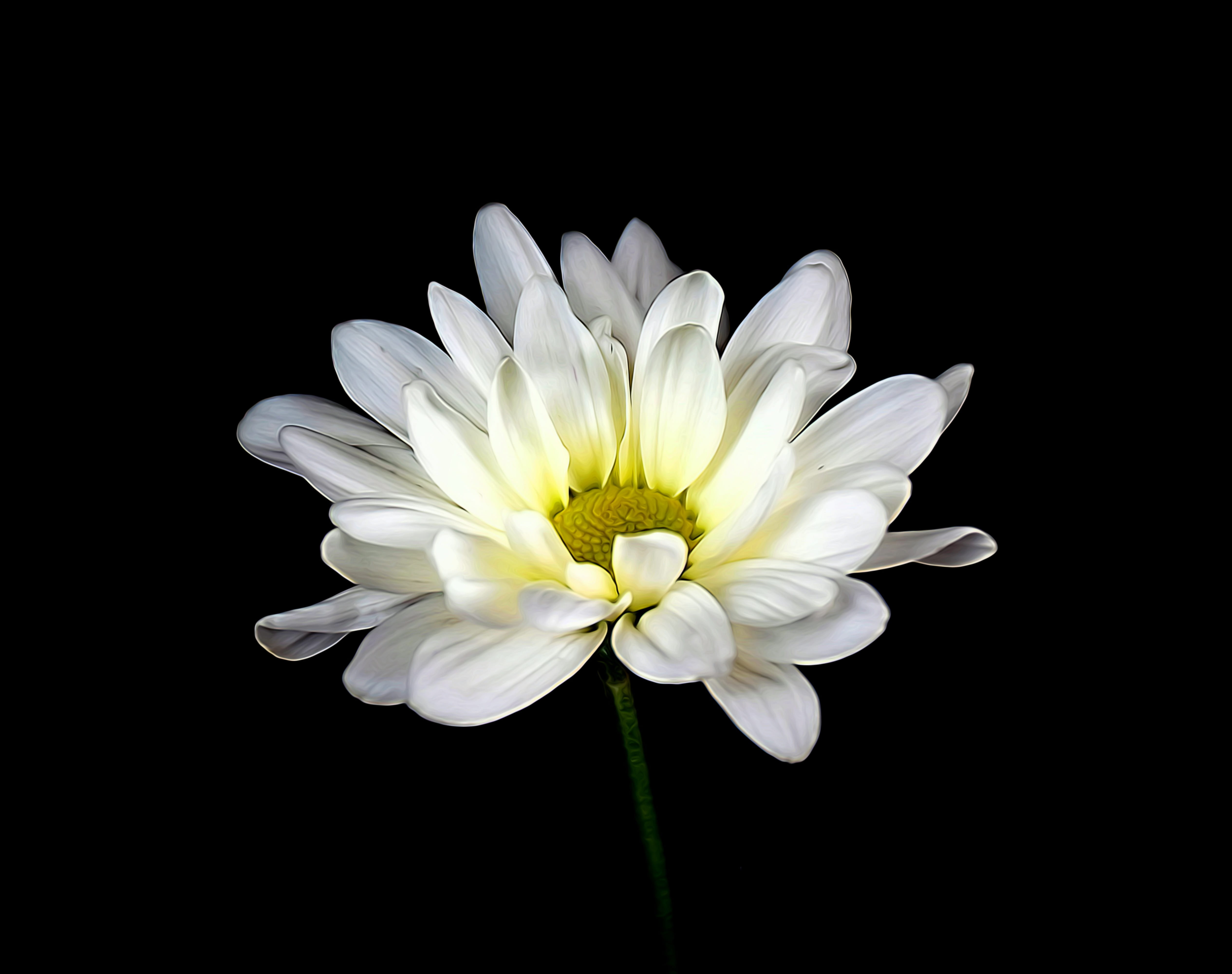 freshness, yellow, pollen, bloom, growth, nature, floral, white, garden, flower head, 4K, petal, inflorescence, no people, blossom, fragility, white color, HD Wallpaper