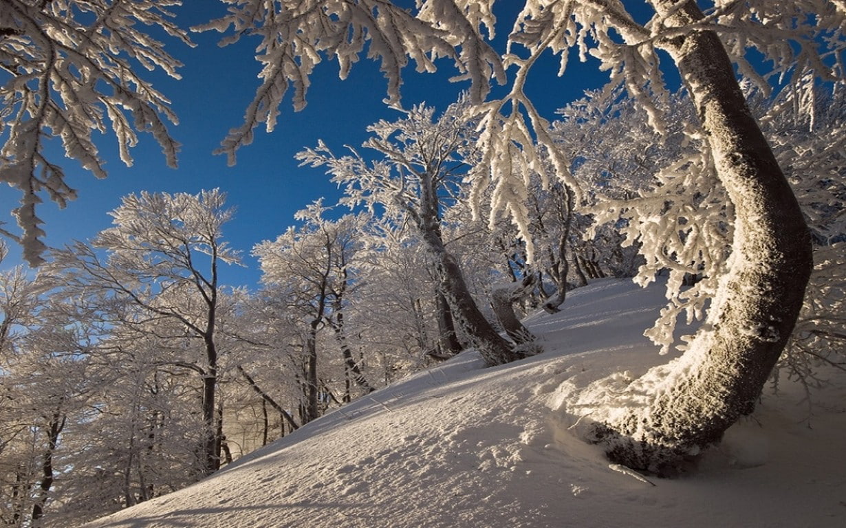 sky, mountain, snow, trees, morning, day, snowcapped mountain, coniferous tree, cold temperature, sunlight, white, plant, nature, beauty in nature, environment, HD Wallpaper
