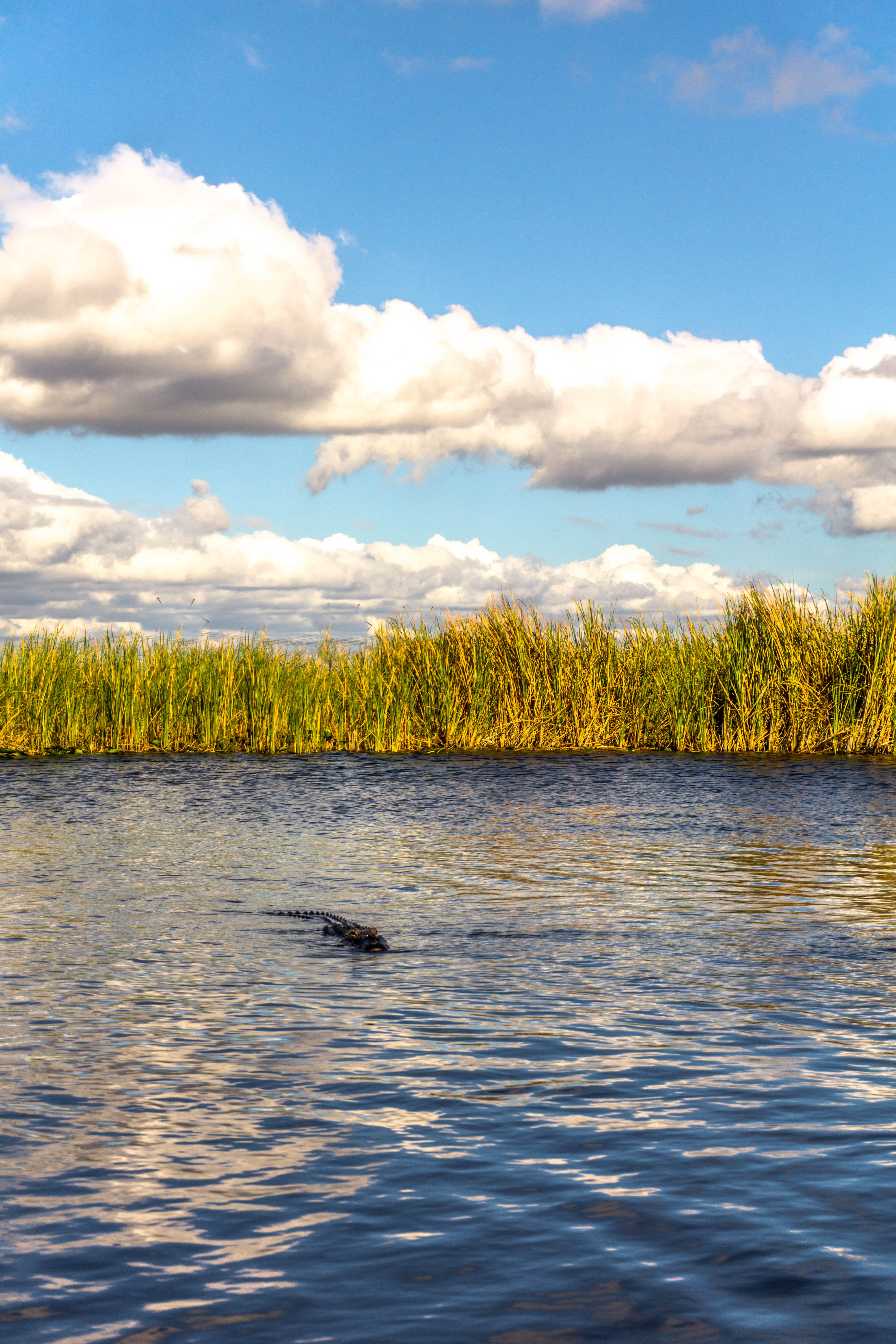 outdoors, alligator, waterfront, sky, tree, tranquil scene, growth, idyllic, tranquility, adventure, scenics - nature, animals, cloud - sky, Phone HD Wallpaper
