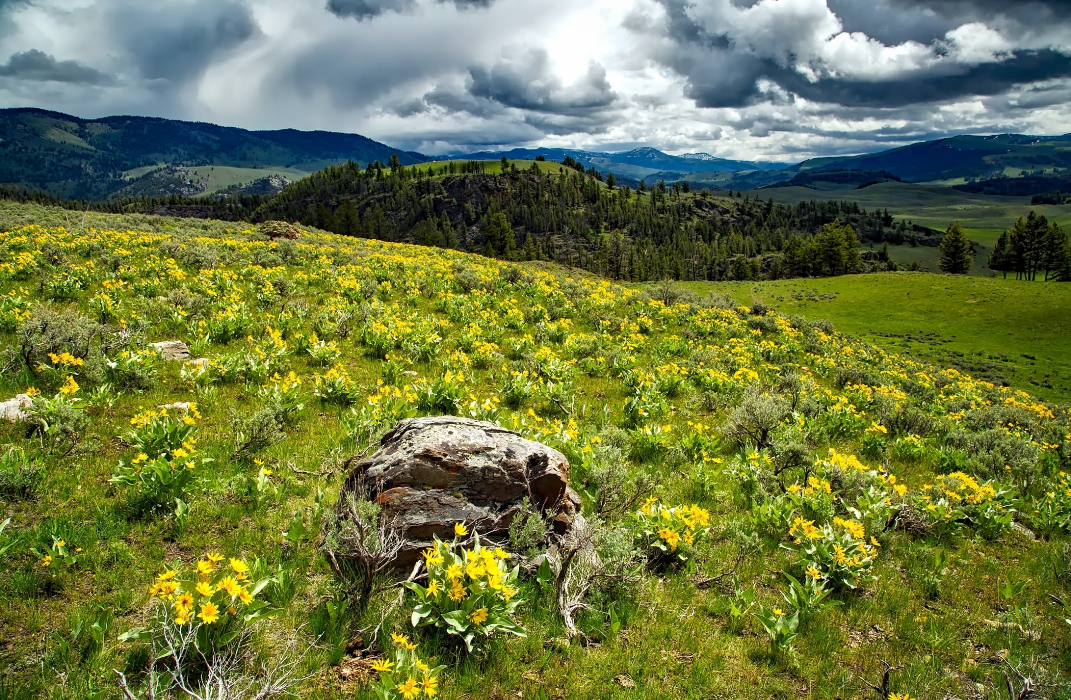 non-urban scene, Wyoming, 1080P, grass, United States, day, Trees, Nature, wildflowers, nationalpark, Clouds, Flowers, mountain, Woods, Outdoors, growth, HD Wallpaper