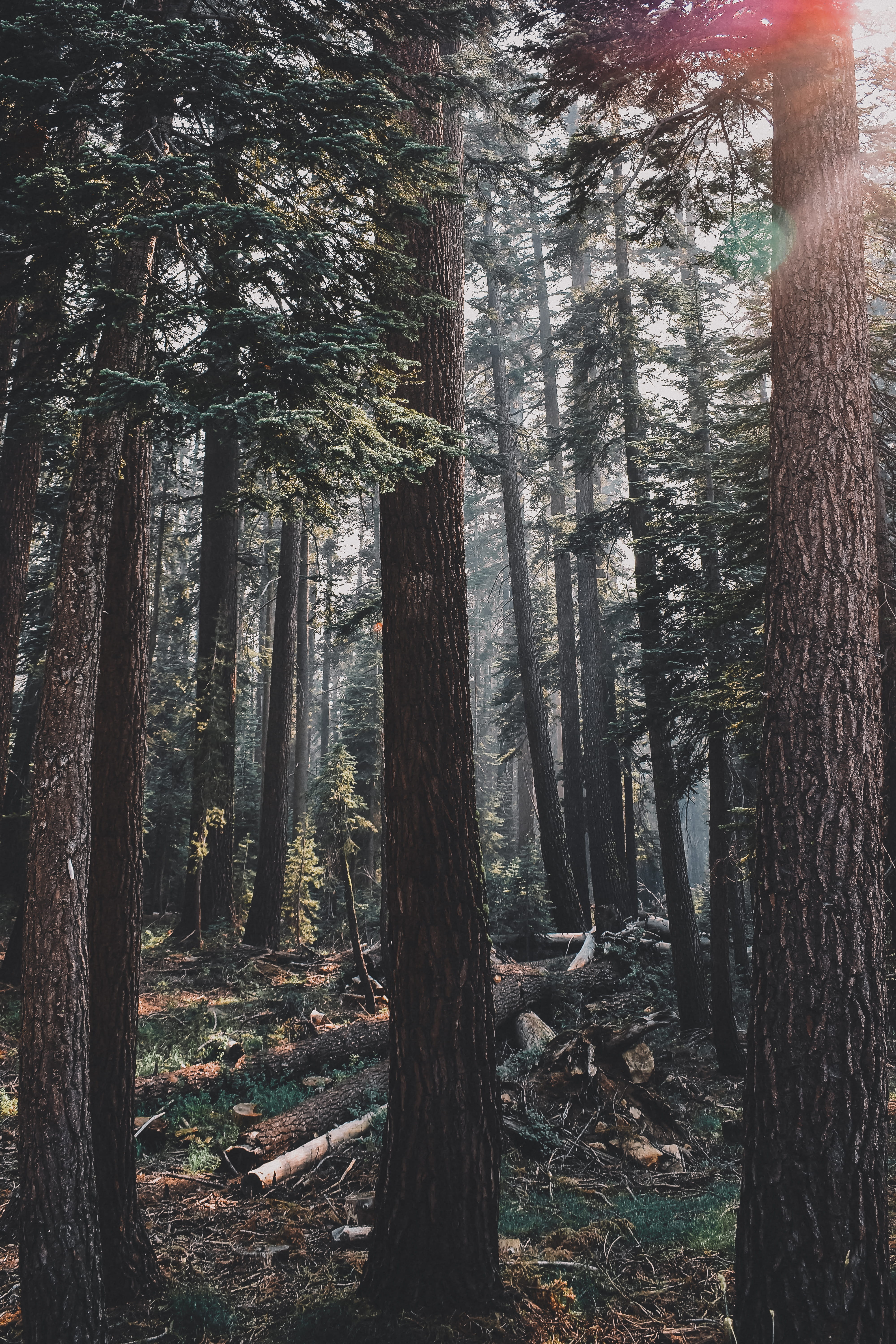 grass, explore, field, green, hiking, land, naturephotogrpahy, scenics - nature, redwood, ray, outdoors, yosemite, tranquility, tranquil scene, coniferous tree, Phone HD Wallpaper