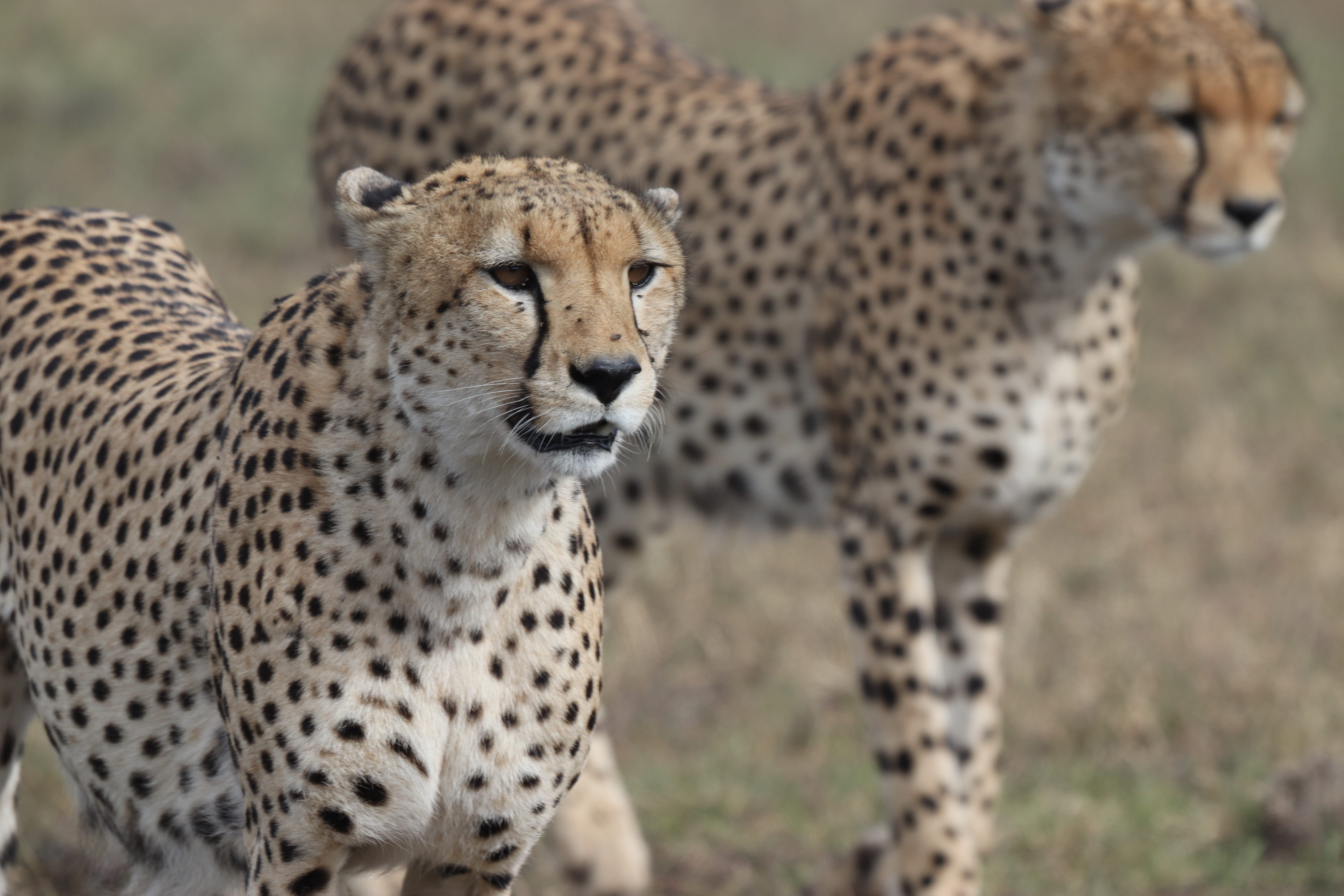 cat, field, 5K, big cat, jaguar, ocelot, maasai mara nationalpark, panther, bison, cheetah, hog, animal wildlife, looking, fairmont safari club, no people, HD Wallpaper