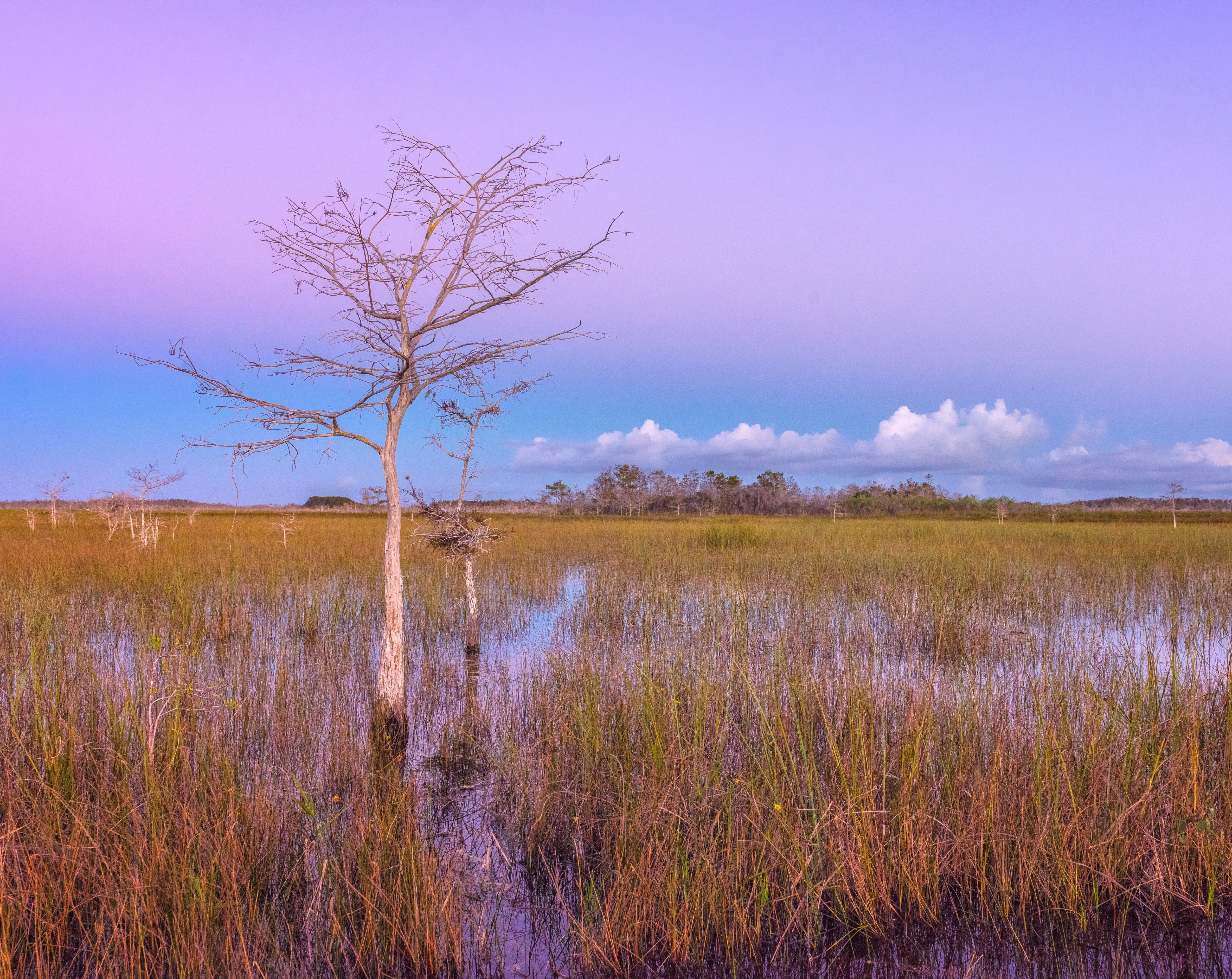 plant, twilight, Landscape, scenics - nature, Park, tranquil scene, non-urban scene, payhaokee, national, Waters, seaofgrass, field, tranquility, wetlands, HD Wallpaper