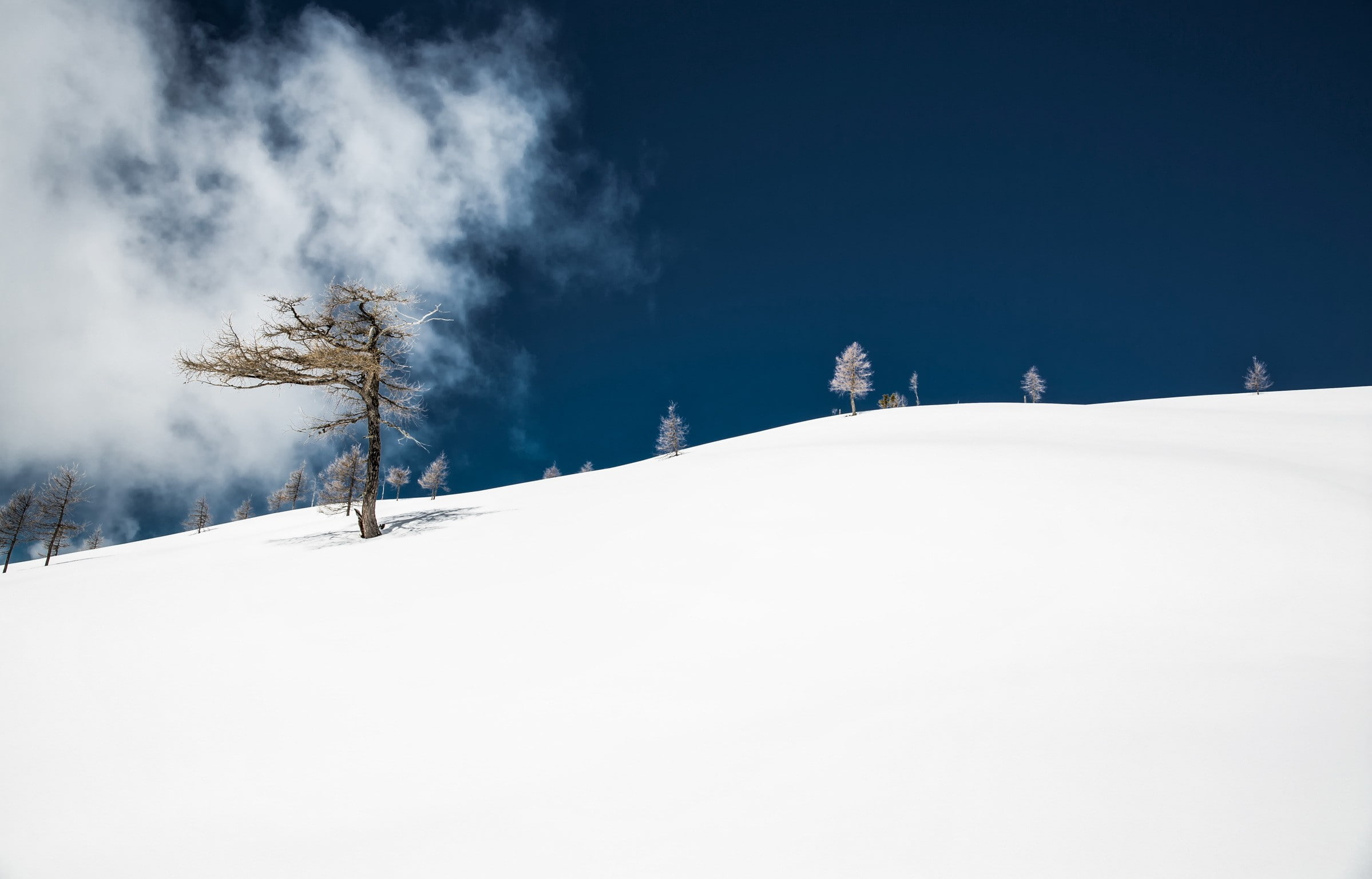 plant, non-urban scene, ski slope, frozen, white color, tree, pine tree, land, winter, nature, beauty in nature, snow, no people, minimalism, mountain, HD Wallpaper