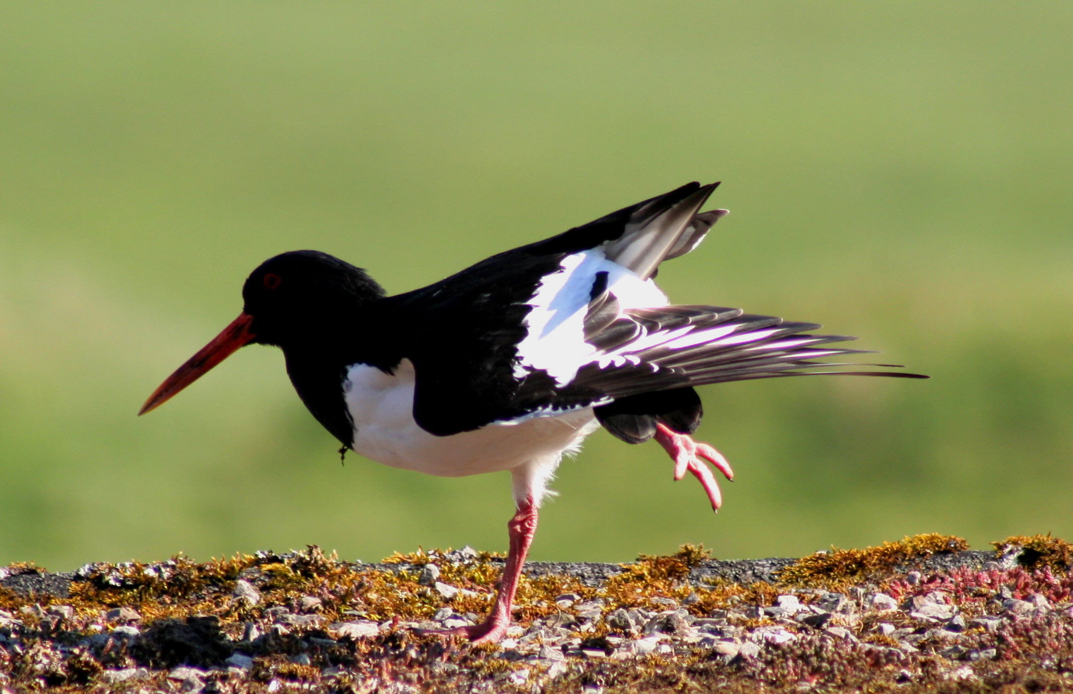white, scotland, hotel, white bird, day, wildlife, nature, catcher, golf, outdoors, Oyster catcher, oyster, animal, royal, dornoch, 1080P, black and white, HD Wallpaper
