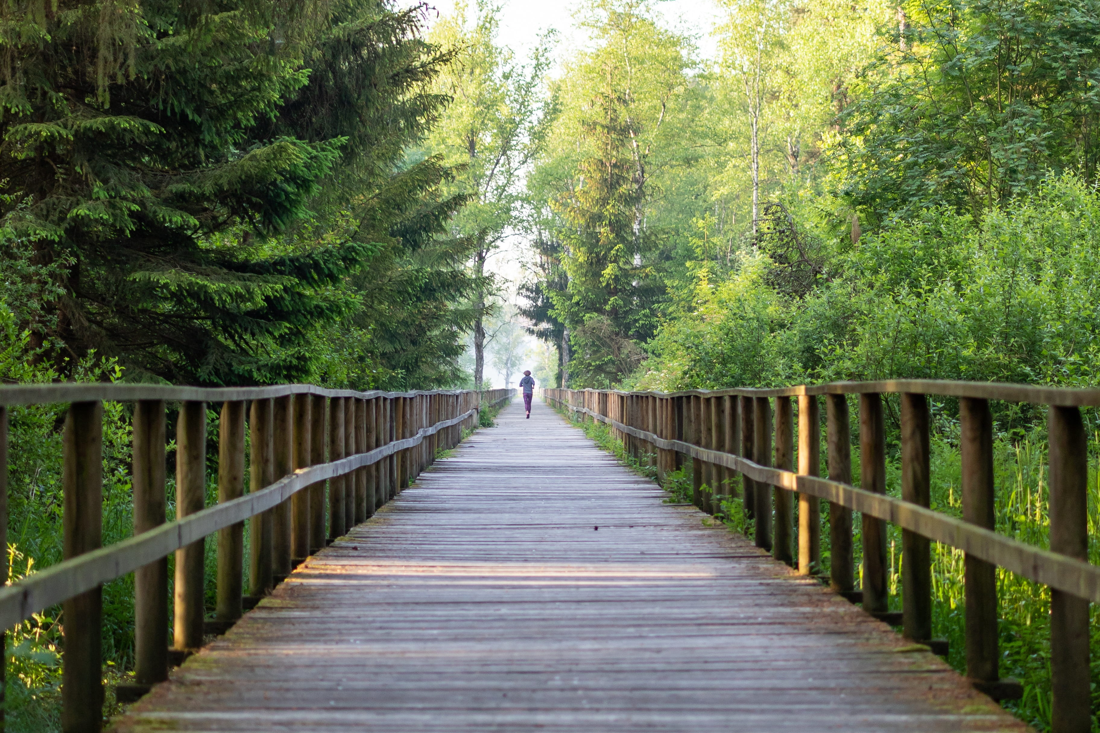 sport, morning, the way forward, health, forest, away, one person, 2K, bridge, day, walking, direction, just, wood - material, outdoors, growth, tree, HD Wallpaper