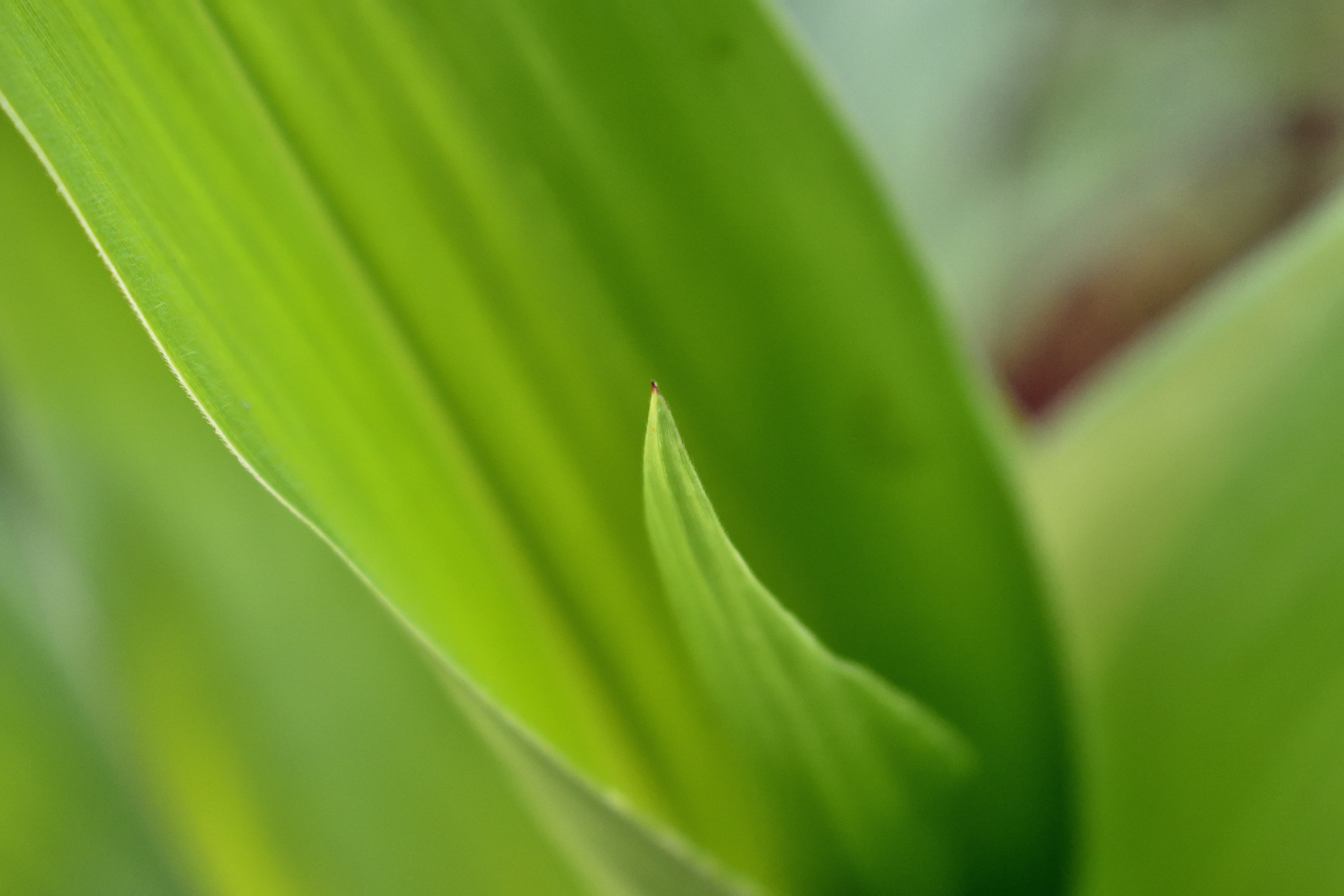 natural pattern, plant part, green color, plant, backgrounds, growth, tropical climate, nature, no people, leaves, outdoors, botany, close-up, beauty in nature, HD Wallpaper