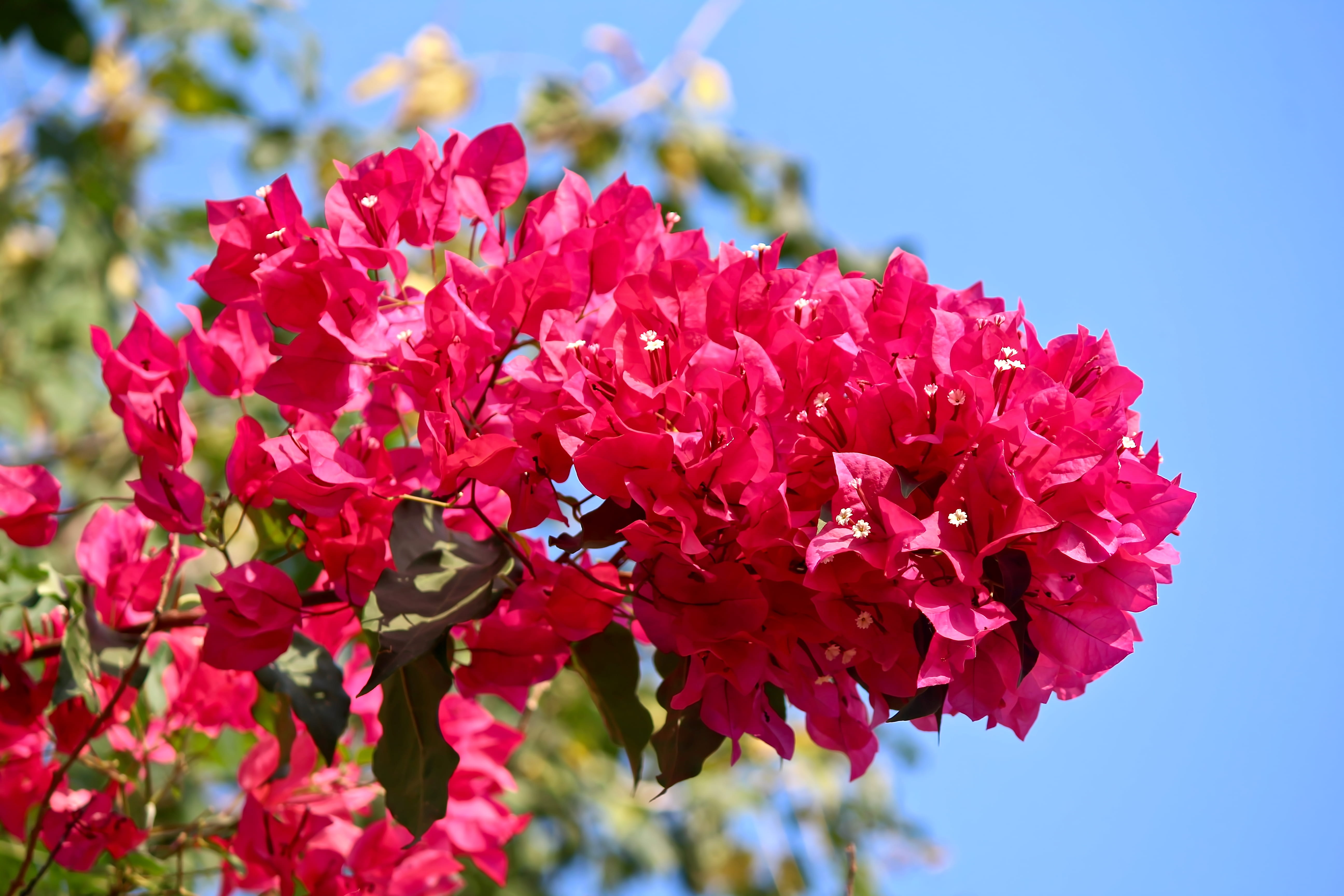 plant, no people, springtime, day, inflorescence, 5K, pollachi, outdoors, petal, india, vibrant color, close-up, red, vulnerability, bunch of flowers, HD Wallpaper