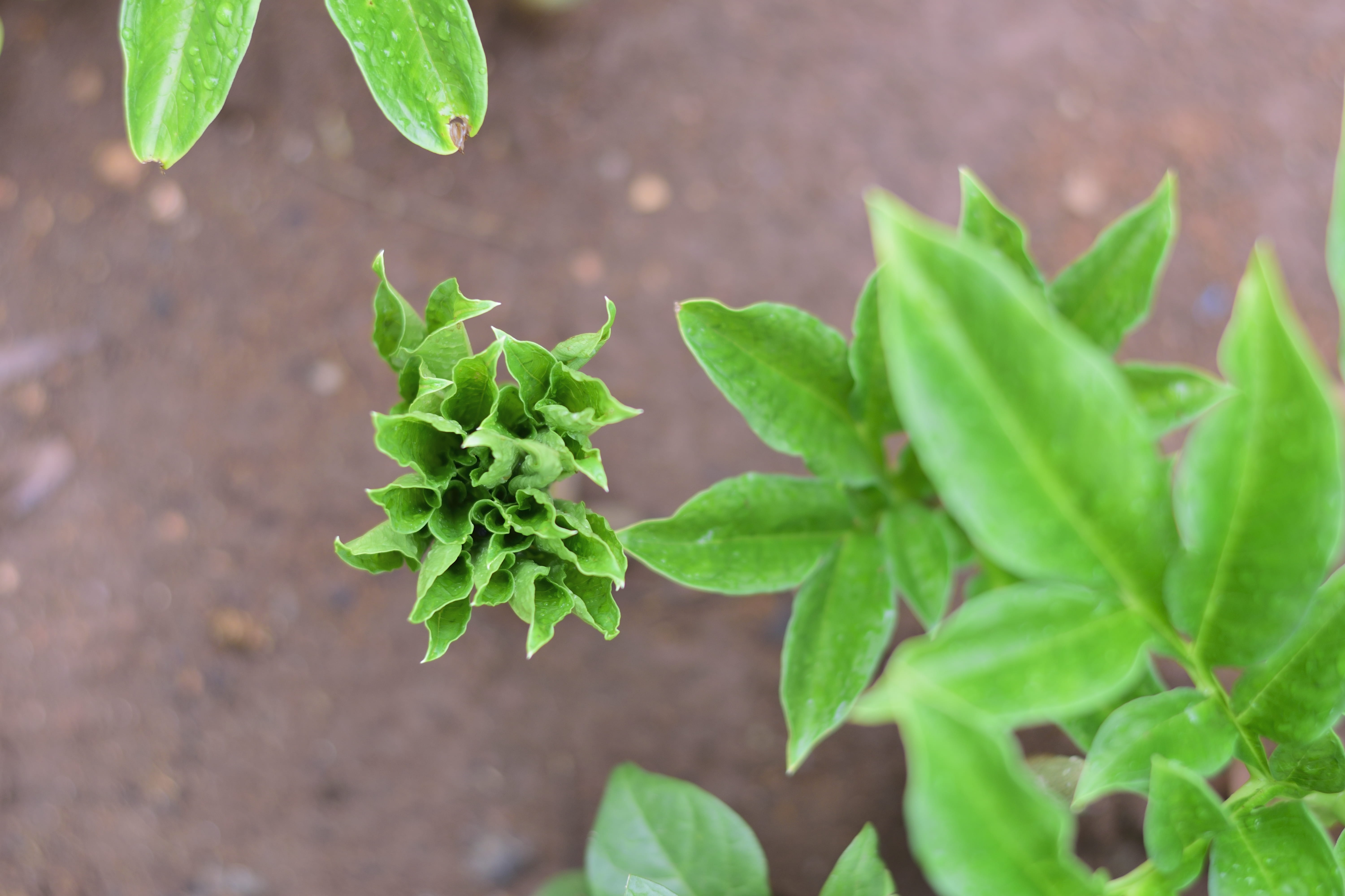 freshness, food, rain, green color, pollachi, close-up, focus on foreground, herb, beauty in nature, land, nature, outdoors, plant part, food and drink, HD Wallpaper