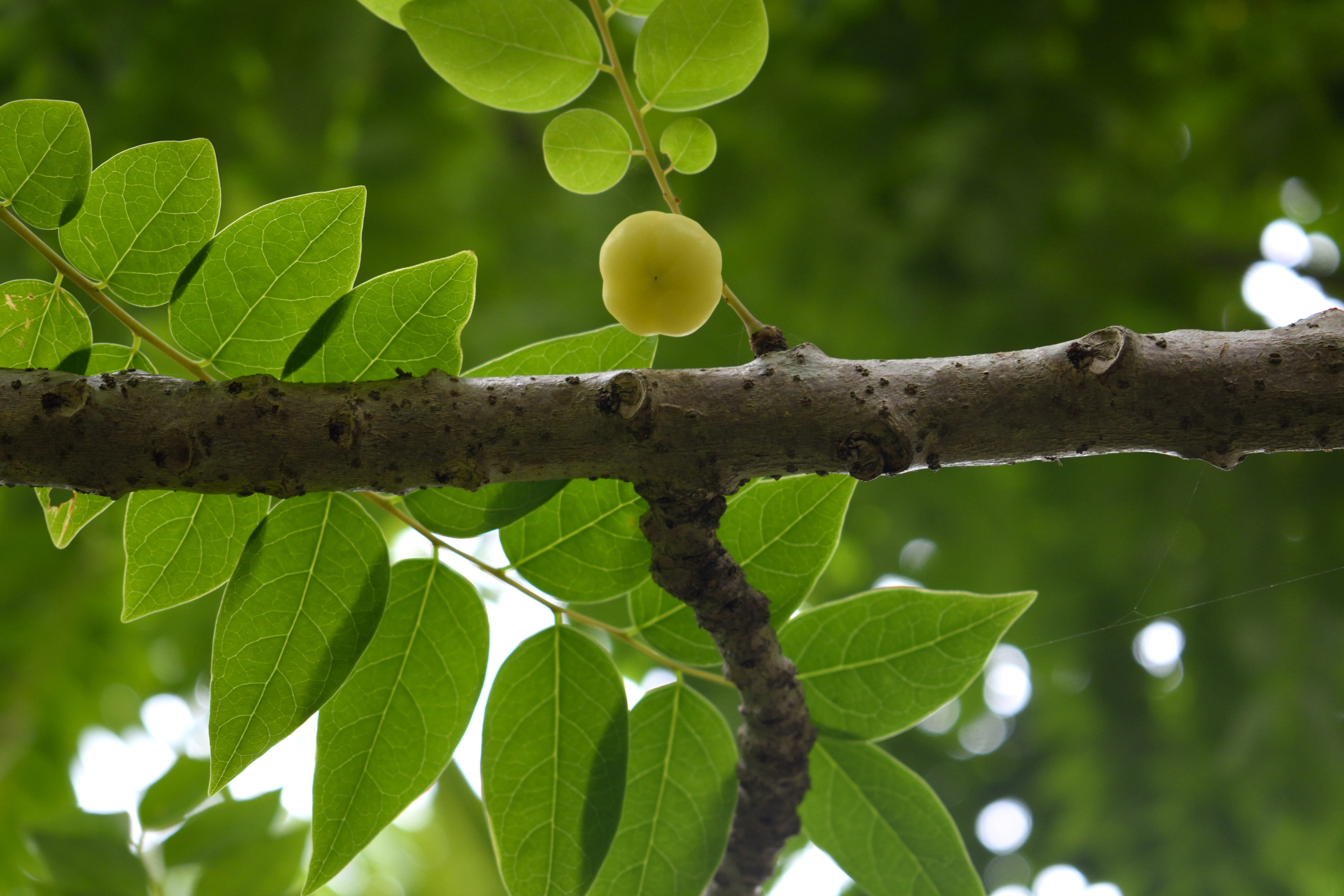 one animal, close-up, animal, nature, focus on foreground, plant, plant part, animal wildlife, branch, green, insect, outdoors, 5K, leaves, pollachi, growth, HD Wallpaper