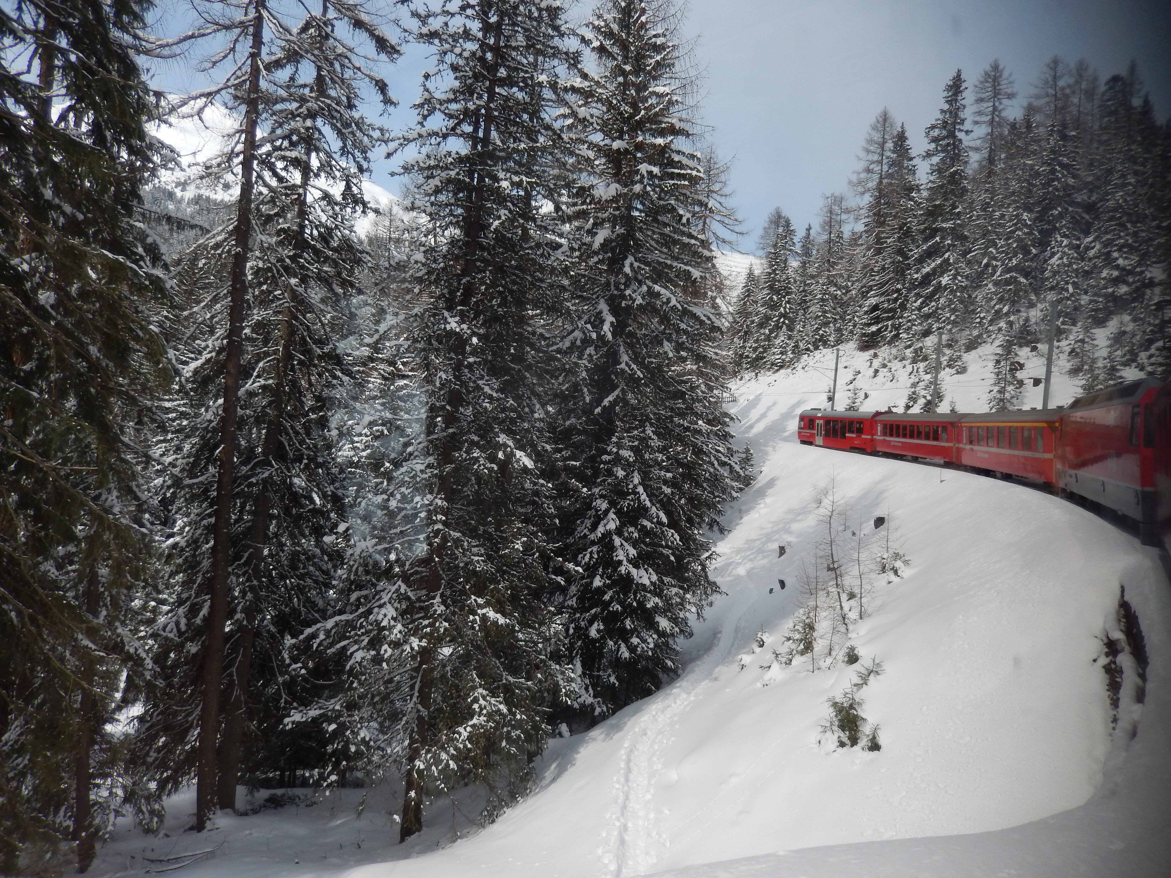 rhaetian, white color, ferrovia retica, Rhaetian Railways, rail transportation, graub, transportation, nature, outdoors, land, pine tree, 4K, beauty in nature, HD Wallpaper