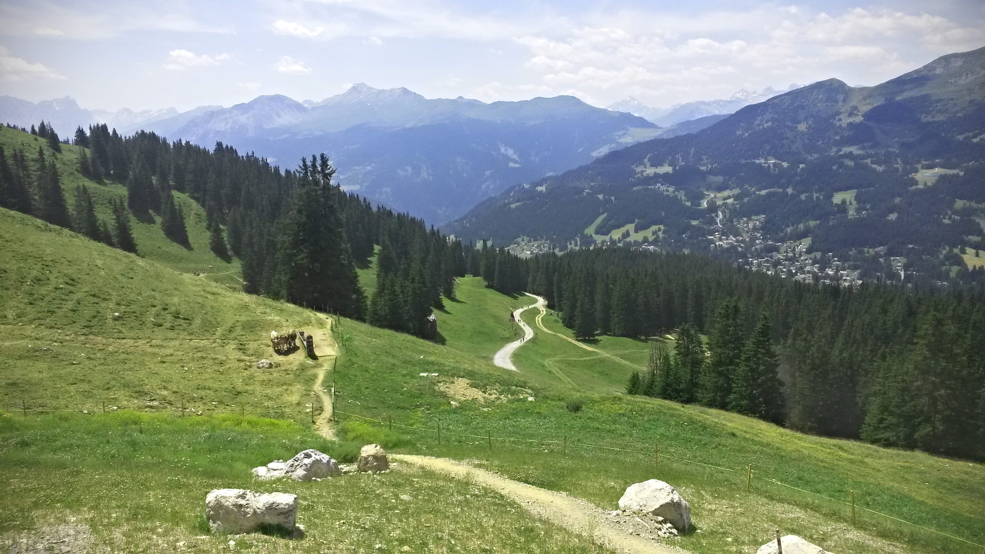 graubunden, mountain, day, cows, grison, tranquil scene, green color, tree, plant, animal, lenzerheide, mammal, tranquility, landscape, scenics - nature, HD Wallpaper