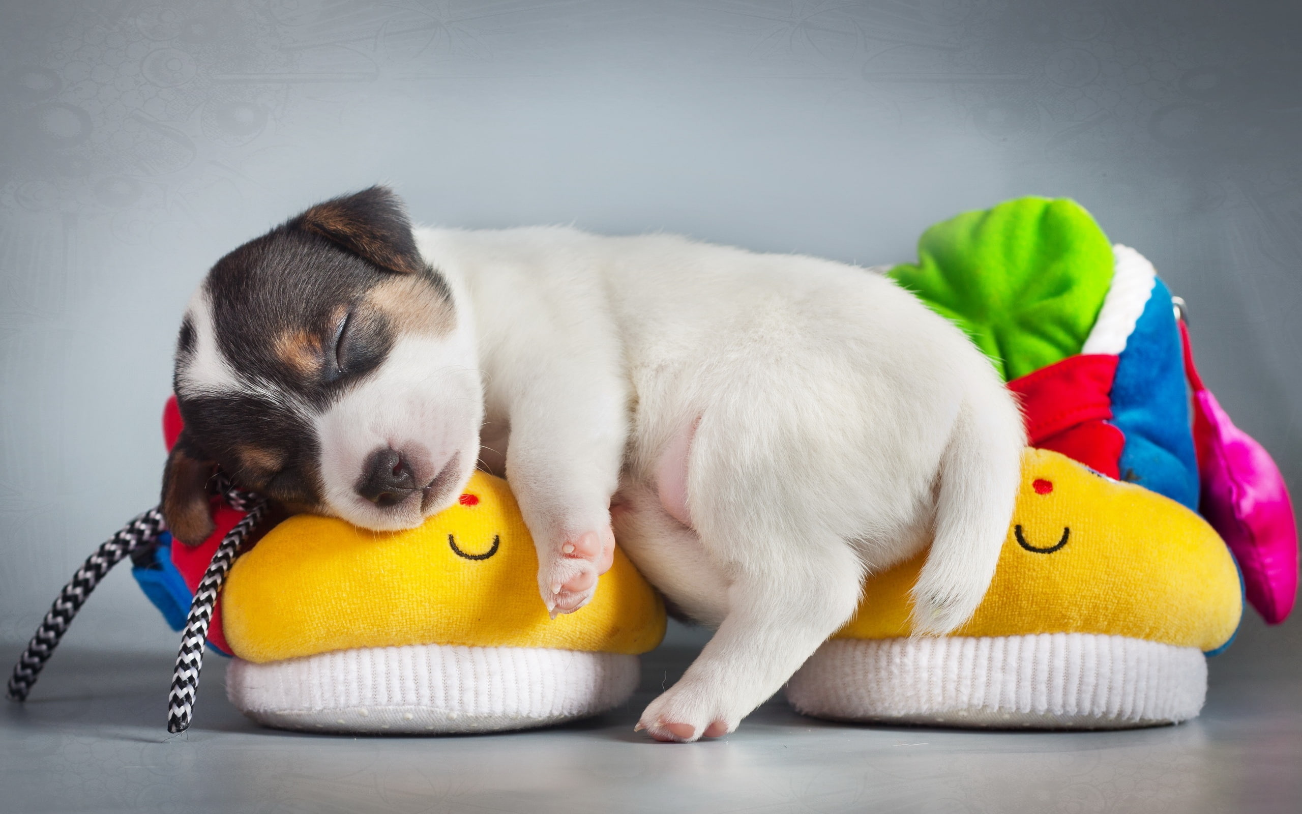 Cute, Sleep, Puppy, tricolor, coated, Shoes, 2K, short, HD Wallpaper