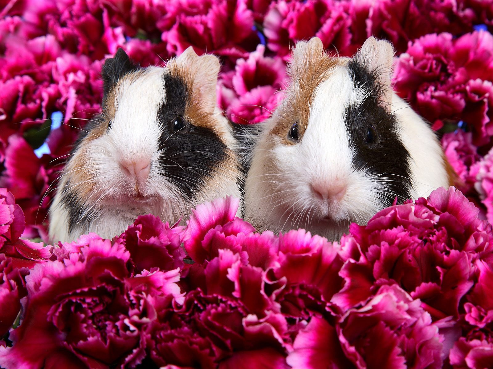 pigs, tricolor, 720P, guinea, two, HD Wallpaper