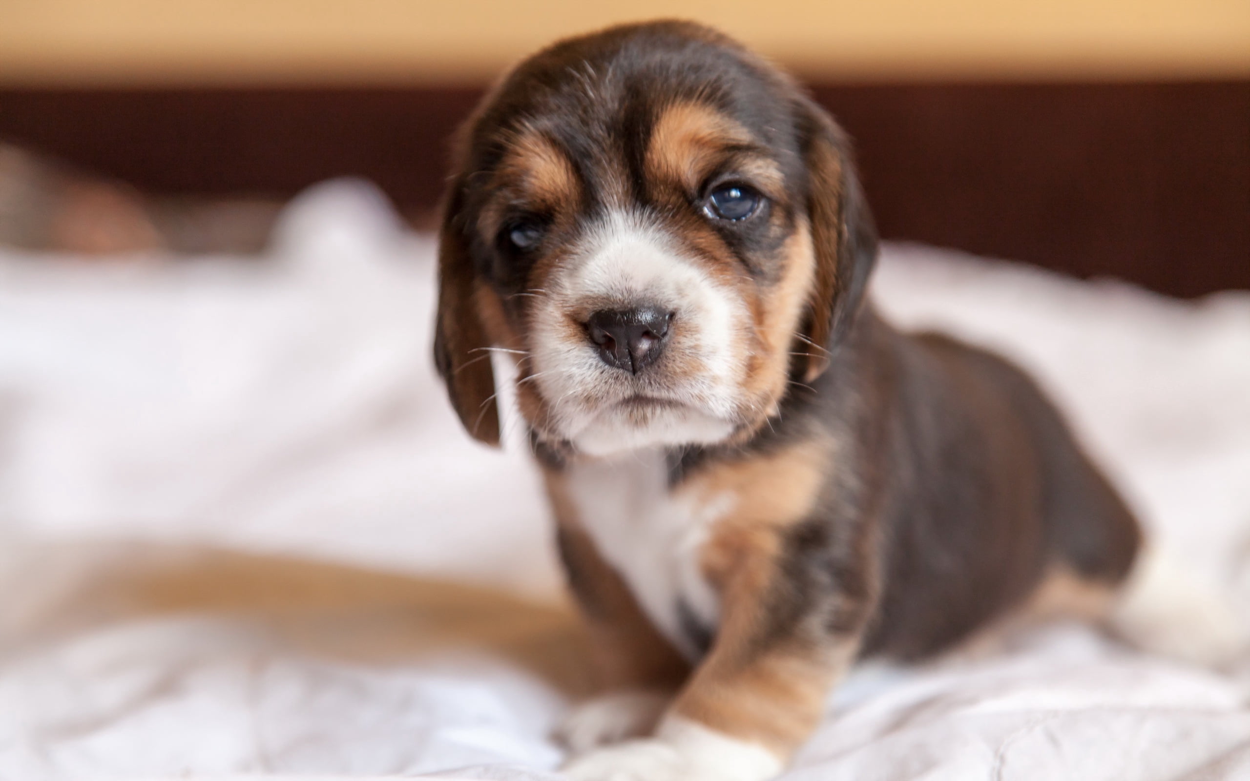 friendship, purebred Dog, beagle, tricolor, animal, close-up, portrait, mammal, dog, young Animal, studio Shot, animal themes, fur, lying Down, puppy, innocence, HD Wallpaper
