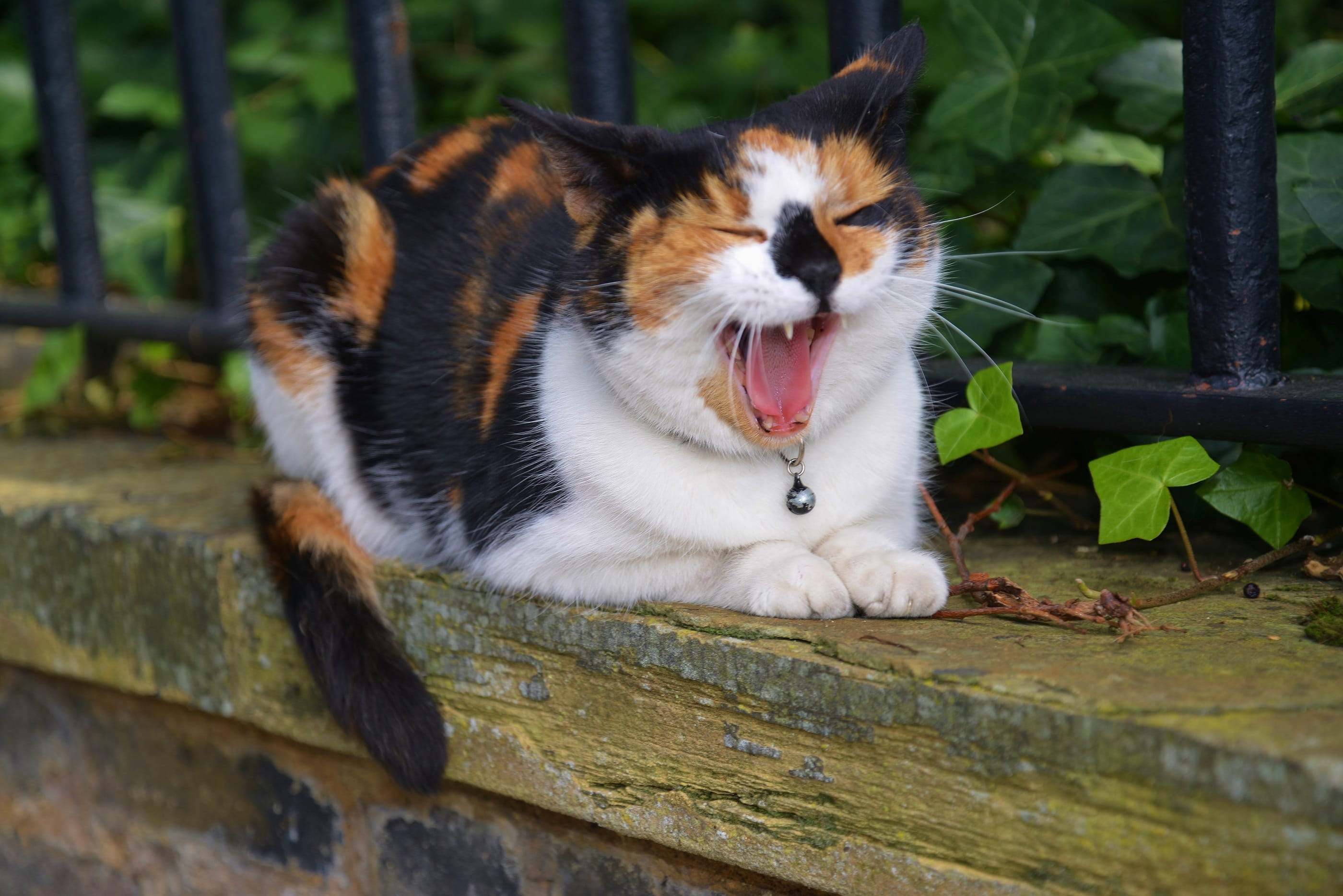 facial expression, mouth open, paws, mouth, wall, no people, relaxation, furry, resting, leaf, animal, plant part, day, close, Portrait, domestic animals, HD Wallpaper