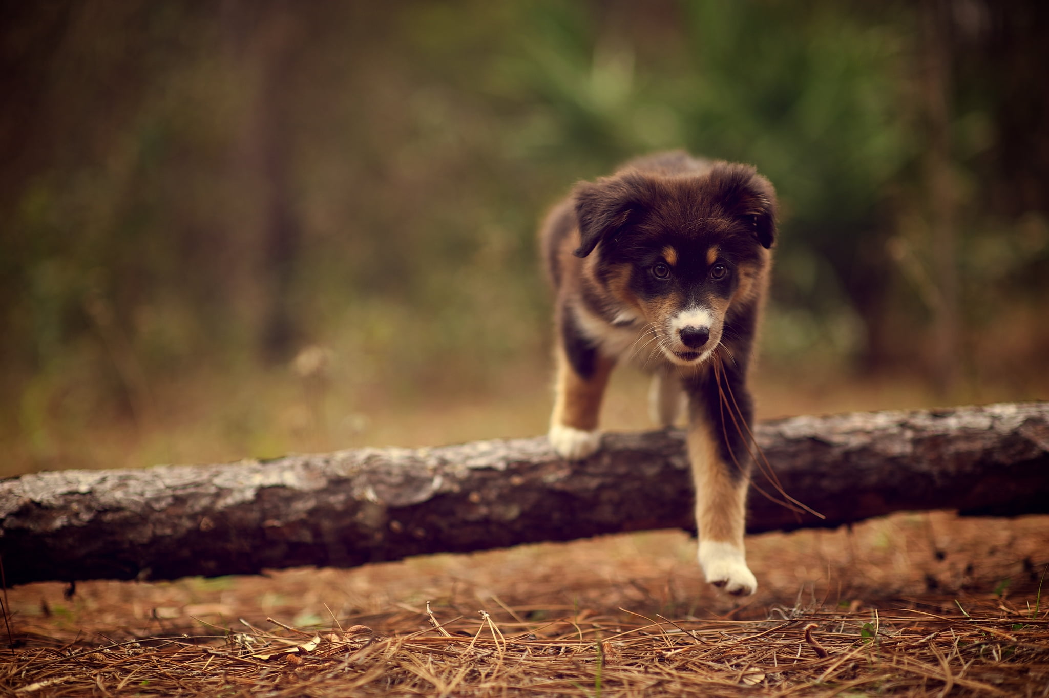 brown, one Animal, walking, carnivore, purebred Dog, focus on foreground, stick, plant, standing, animal wildlife, looking, no People, border, collie, forest, HD Wallpaper