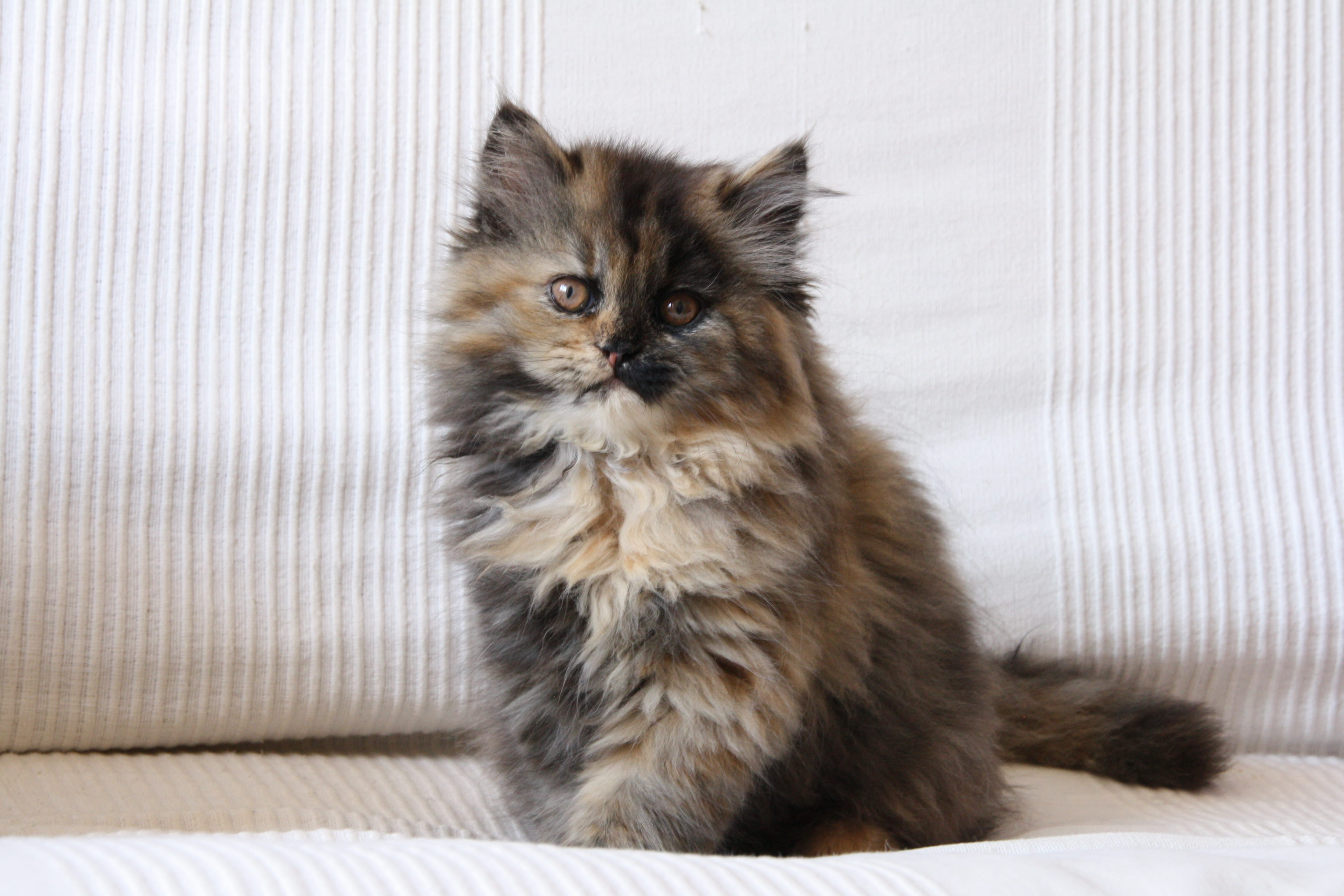 portrait, furniture, whisker, maine coon cat, three colours, sitting, feline, mammal, pets, model, no people, gato, three colors, hairy, posing, barcelona, HD Wallpaper