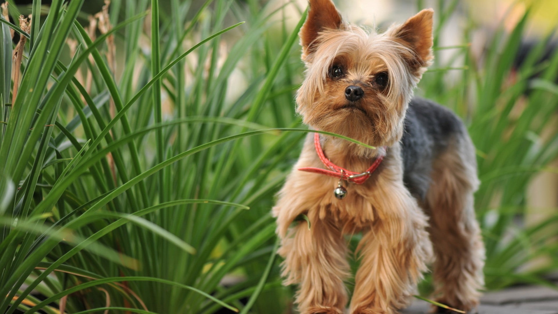 pets, vertebrate, yorkshire, dog, portrait, collar, animal themes, grass, looking at camera, terrier, tan, one animal, yorkshire terrier, domestic, no people, HD Wallpaper