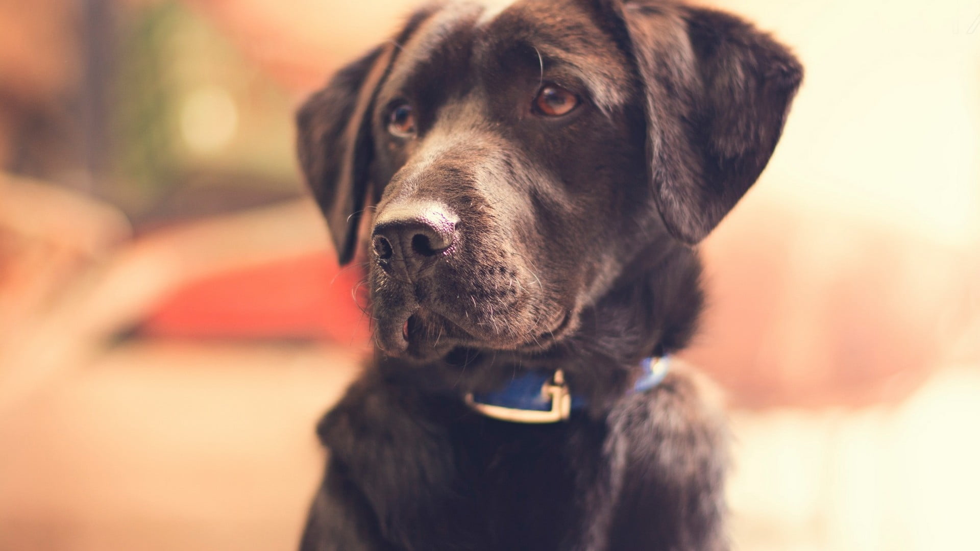 looking away, animal head, black, canine, no people, domestic, animal body part, portrait, one animal, domestic animals, dog, focus on foreground, animal themes, HD Wallpaper