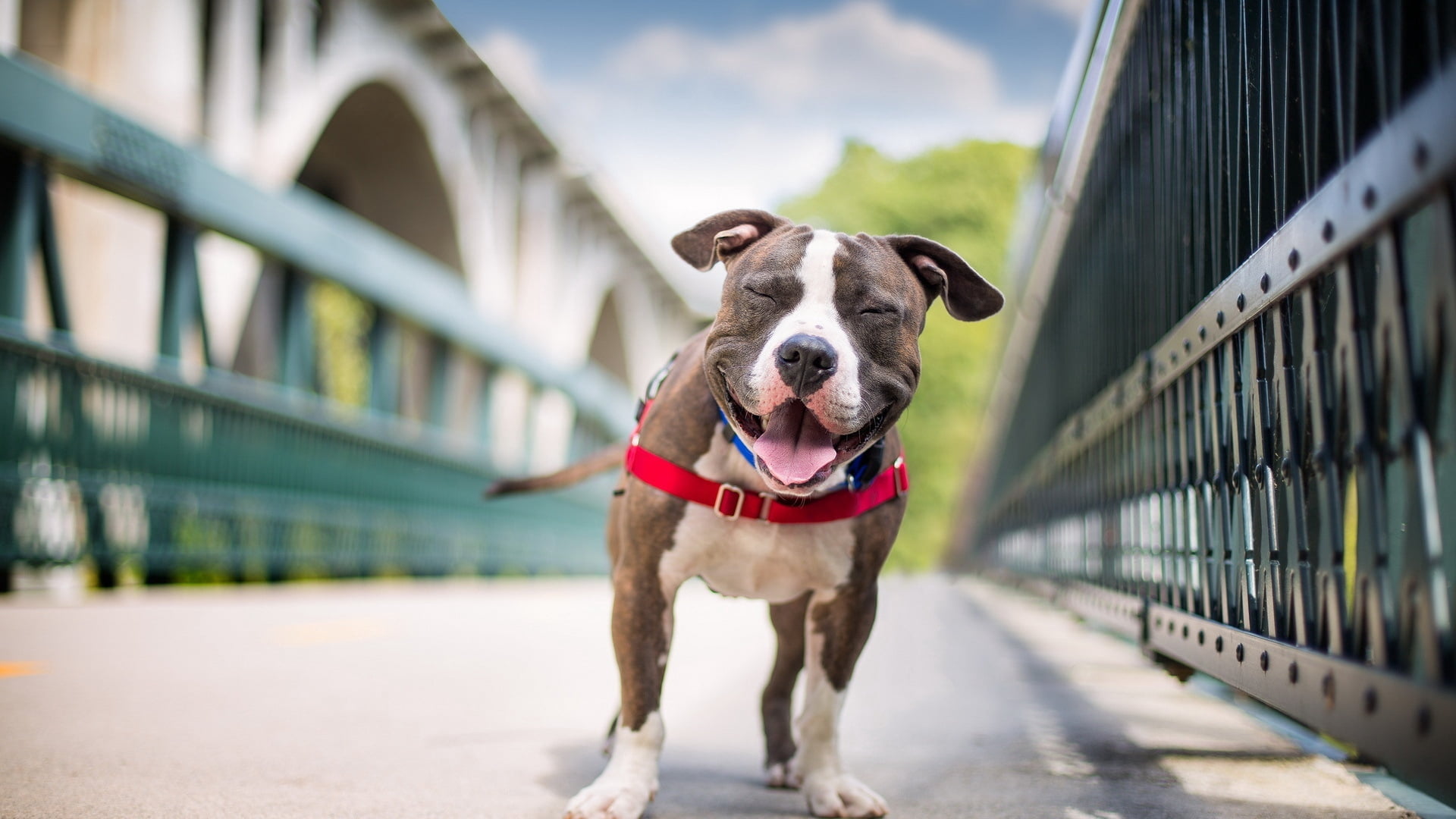 no people, brindle, purebred Dog, cute, vertebrate, day, animal themes, domestic Animals, terrier, puppy, dog, american staffordshire terrier, focus on foreground, HD Wallpaper