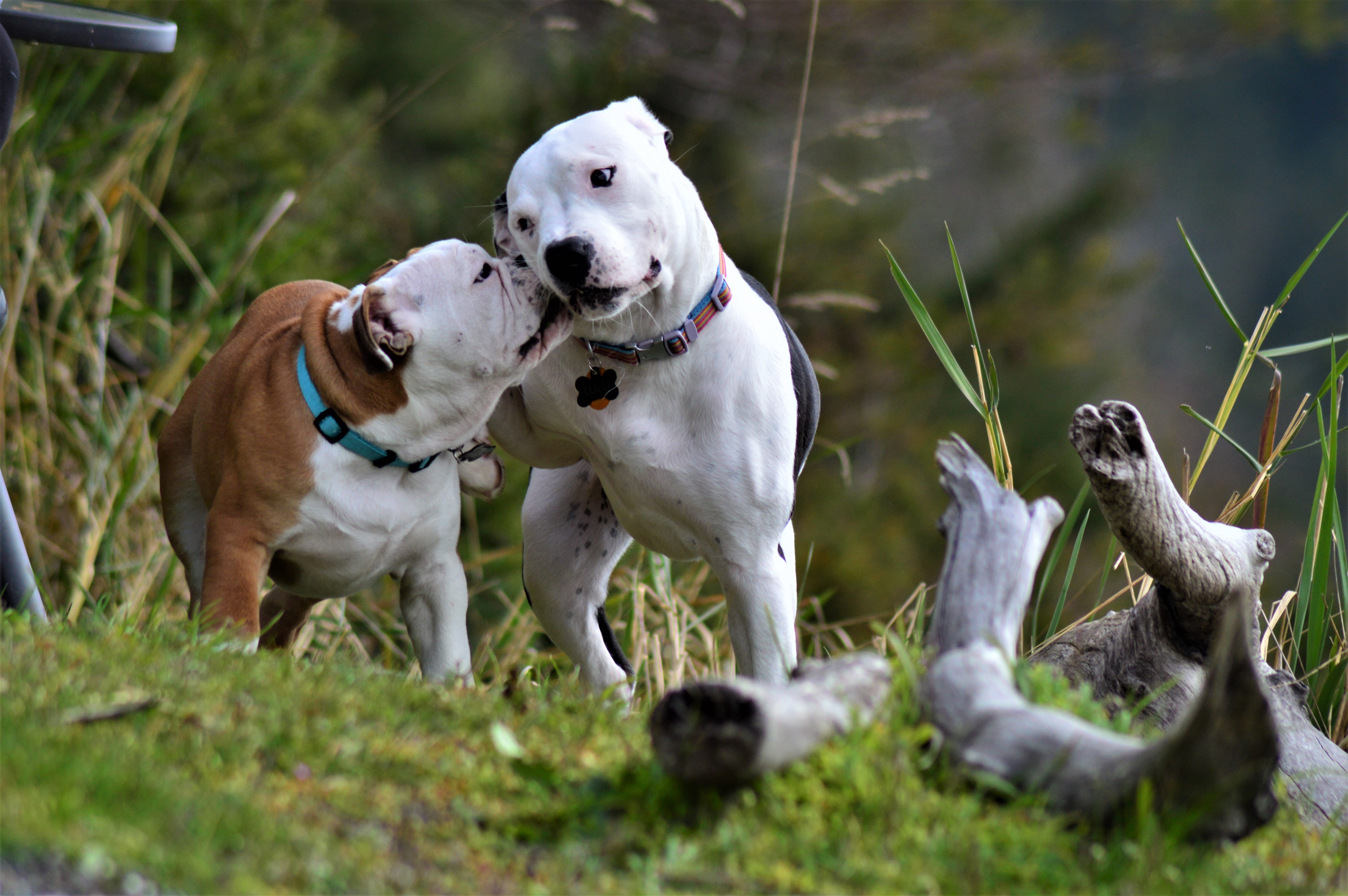 nature, 5K, adult, mouth open, vertebrate, two, plant, collar, animal themes, day, domestic animals, dog, group of animals, jack russell terrier, pet collar, HD Wallpaper
