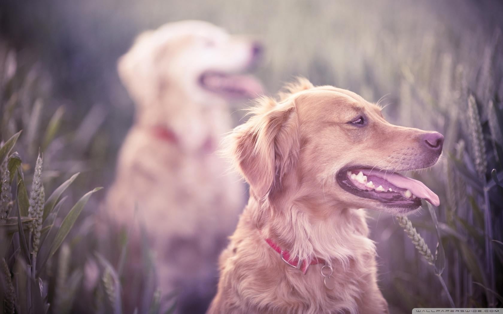 looking, collar, animal head, panting, golden retrievers, nature, no people, animal body part, vertebrate, domestic animals, golden retriever, retriever, HD Wallpaper