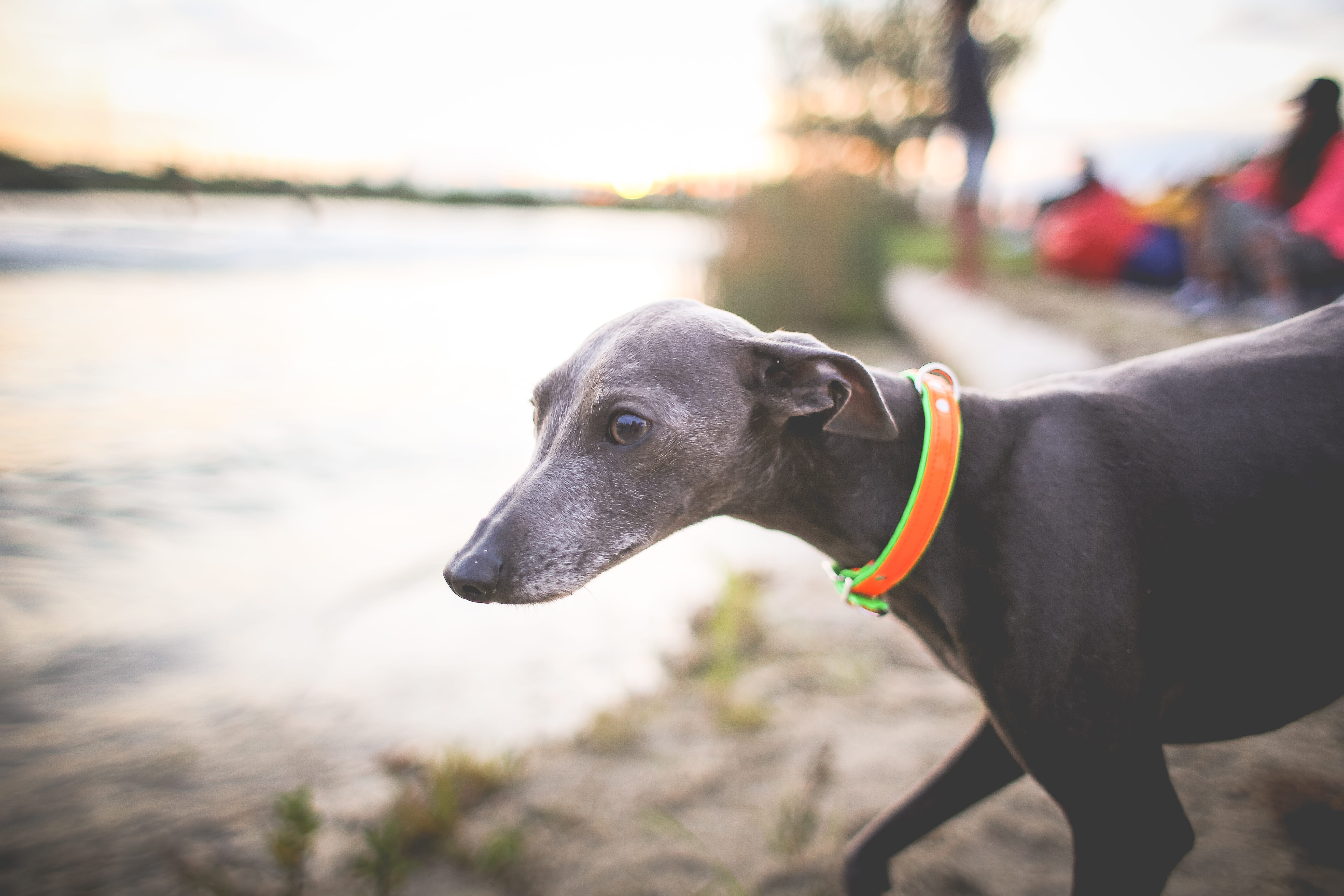 animal head, dog, land, domestic, focus on foreground, pets, friendship, pet collar, animal themes, mammal, canine, Greyhound, 5K, dogs, outdoors, water, HD Wallpaper