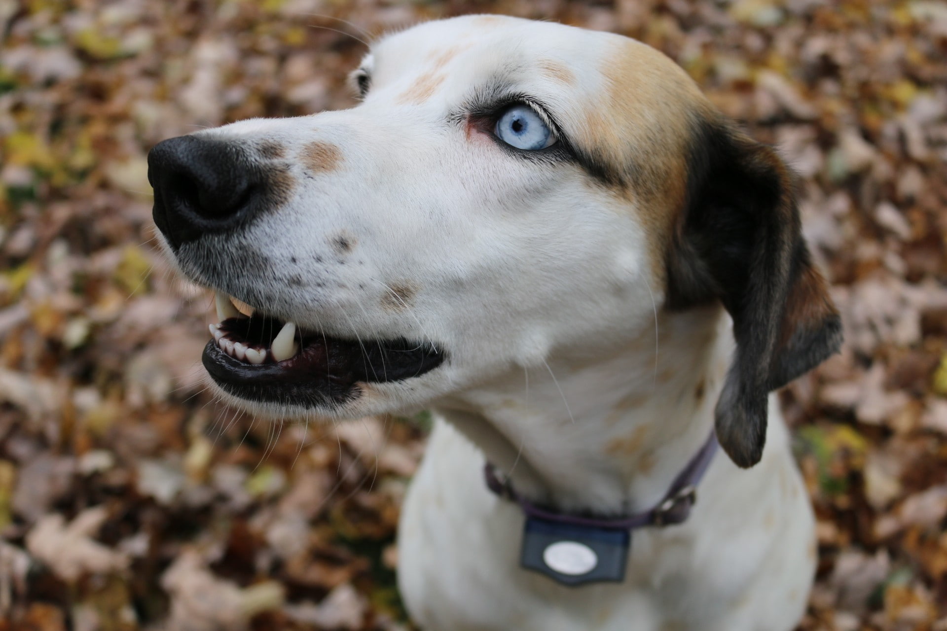 domestic animals, focus on foreground, dog, jack russell terrier, canine, animal head, blue eyes, one animal, day, looking away, close-up, animal themes, HD Wallpaper