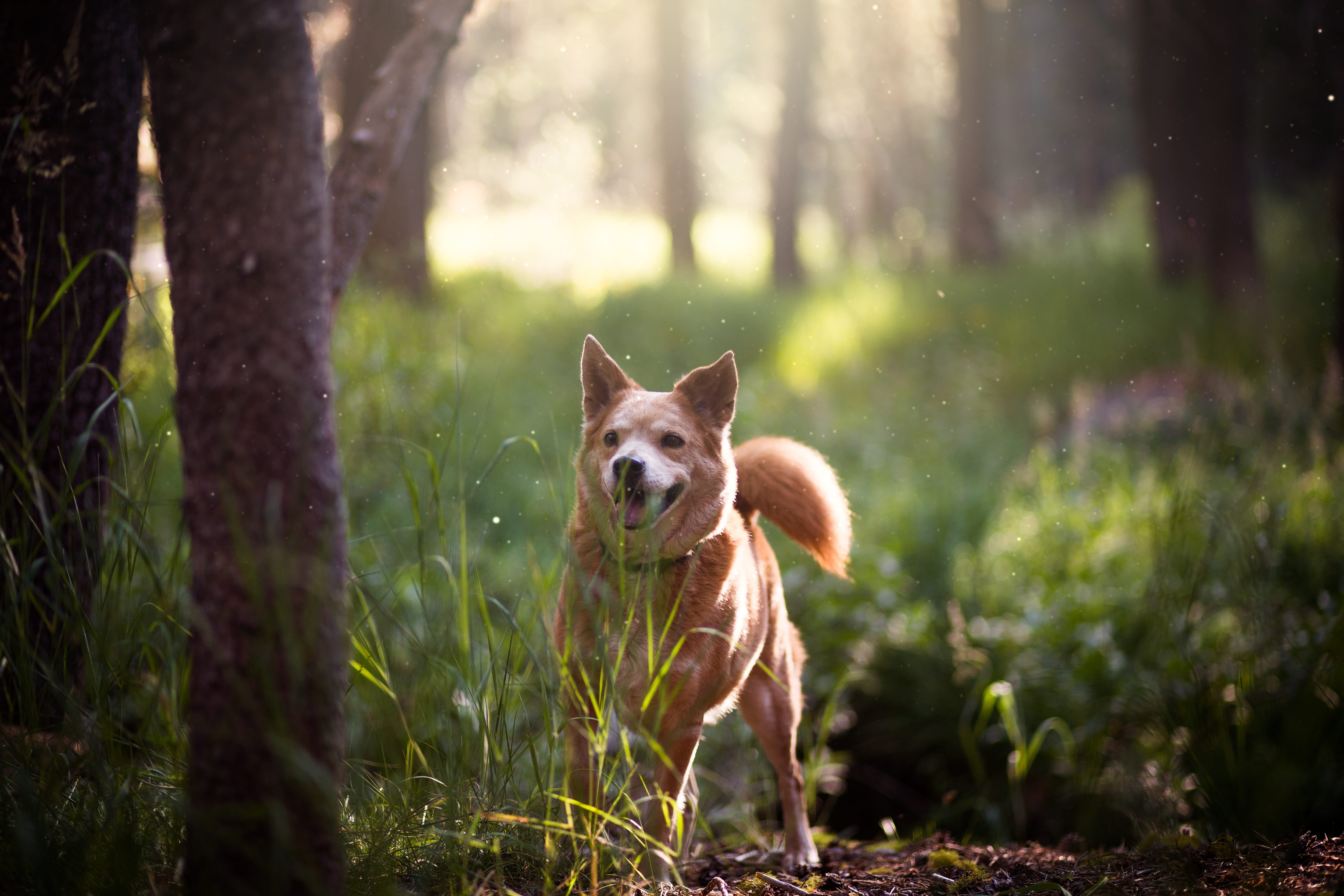 coated, domestic animals, camping, 5K, green, adult, forest, one animal, land, dog, tree trunk, collar, pet, vertebrate, woodland, spitz, finnish, outdoors, HD Wallpaper
