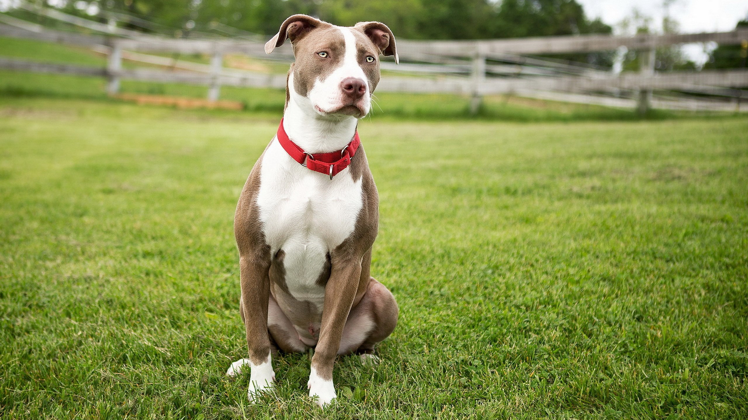 collar, domestic animals, dog, field, animal themes, mammal, land, day, 2K, canine, domestic, grass, picture of american staffordshire terrier dog, one animal, HD Wallpaper