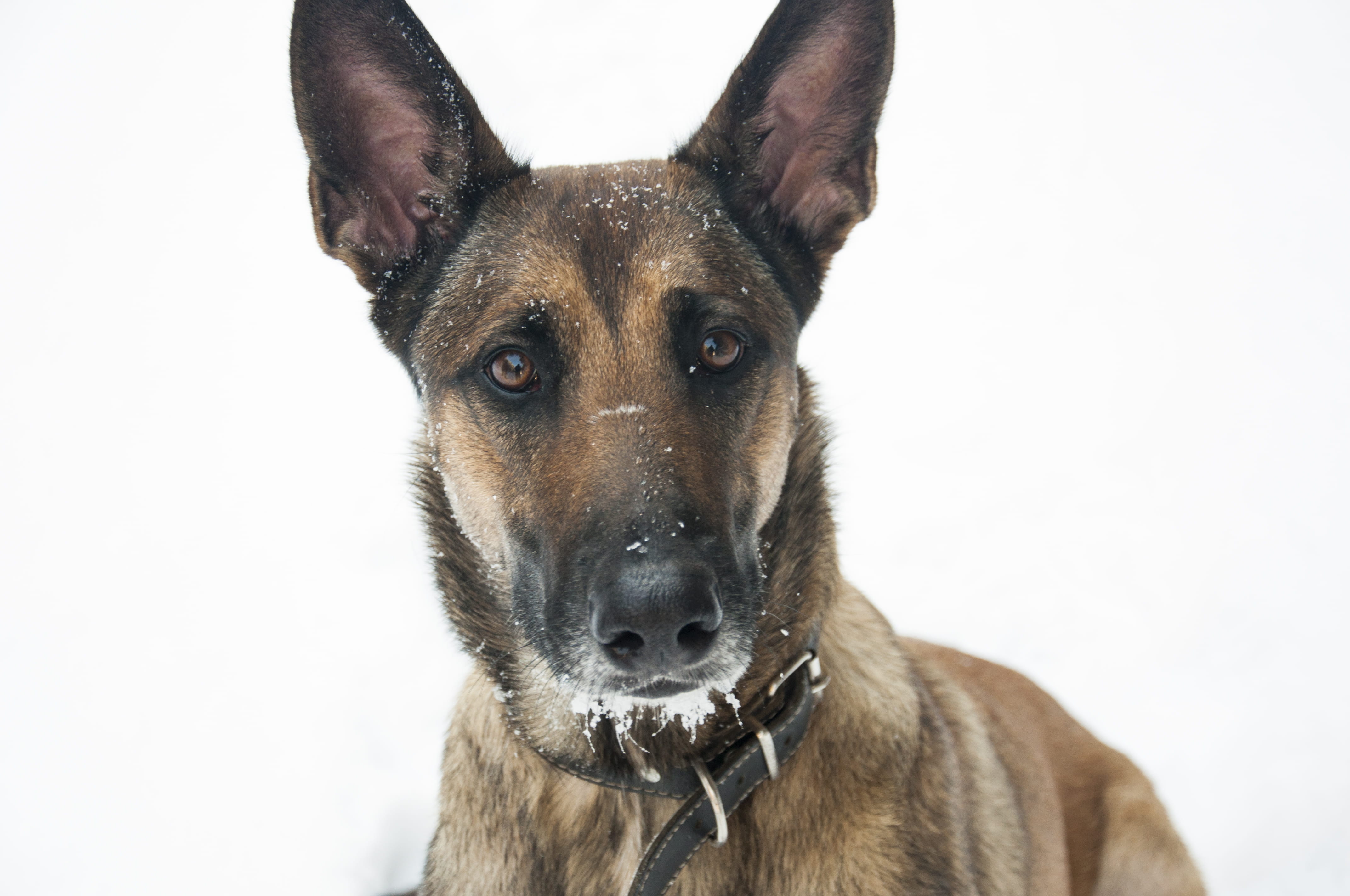 portrait, belgian malinoi, domestic animals, animal, belgian, animal body part, closeup, indoors, canine, adult, vertebrate, pet, one animal, puppy, no people, HD Wallpaper