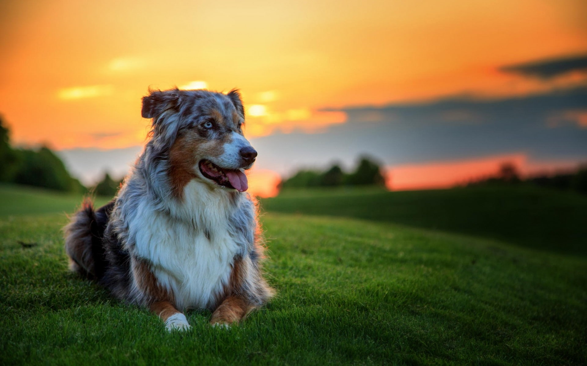 shepherd, landscape, 1080P, sunset, australian shepherd, australian, beautiful, HD Wallpaper