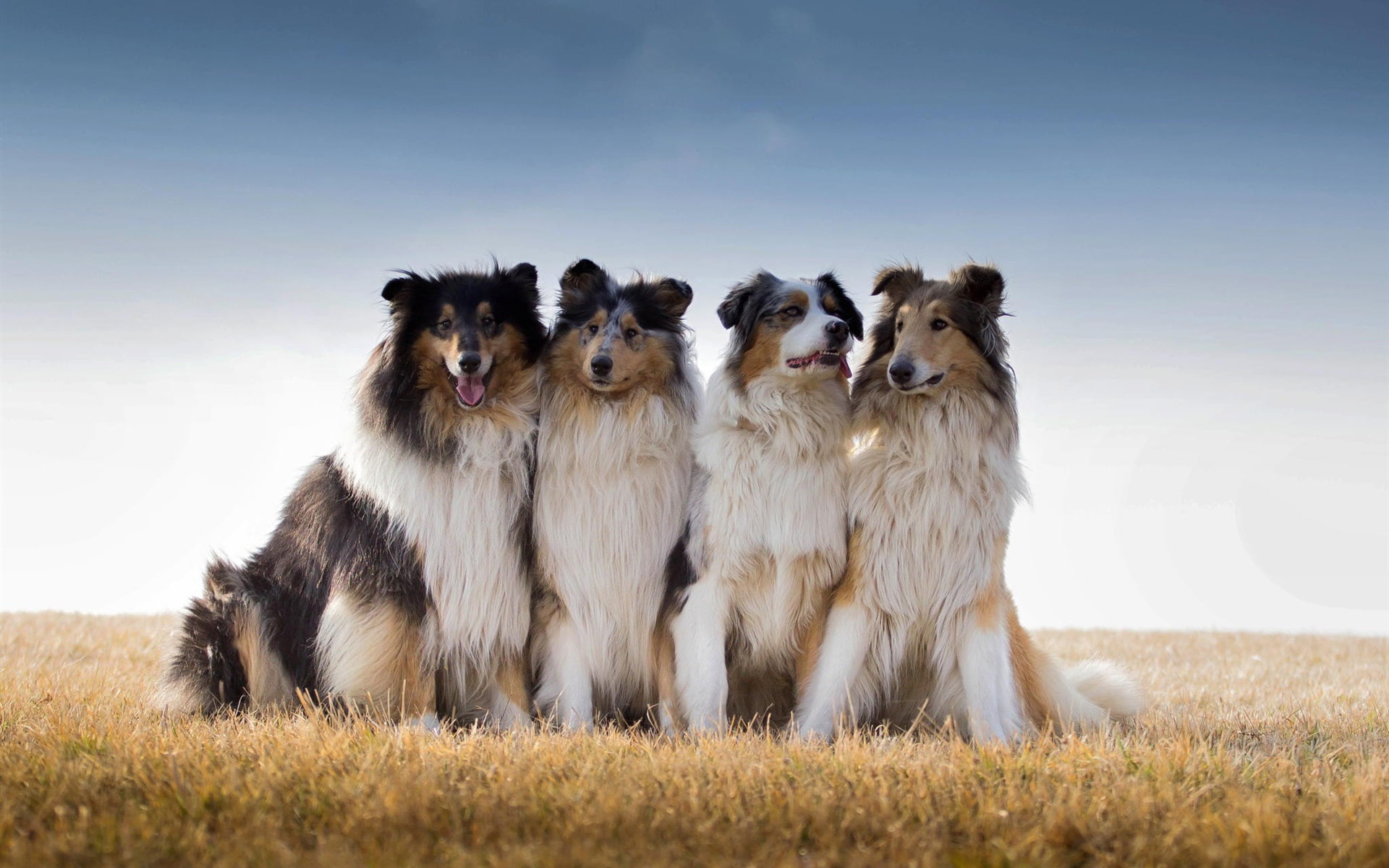 shetland, 1080P, pack, sheepdog, Australian, Shepherd, Dogs, Collie, HD Wallpaper