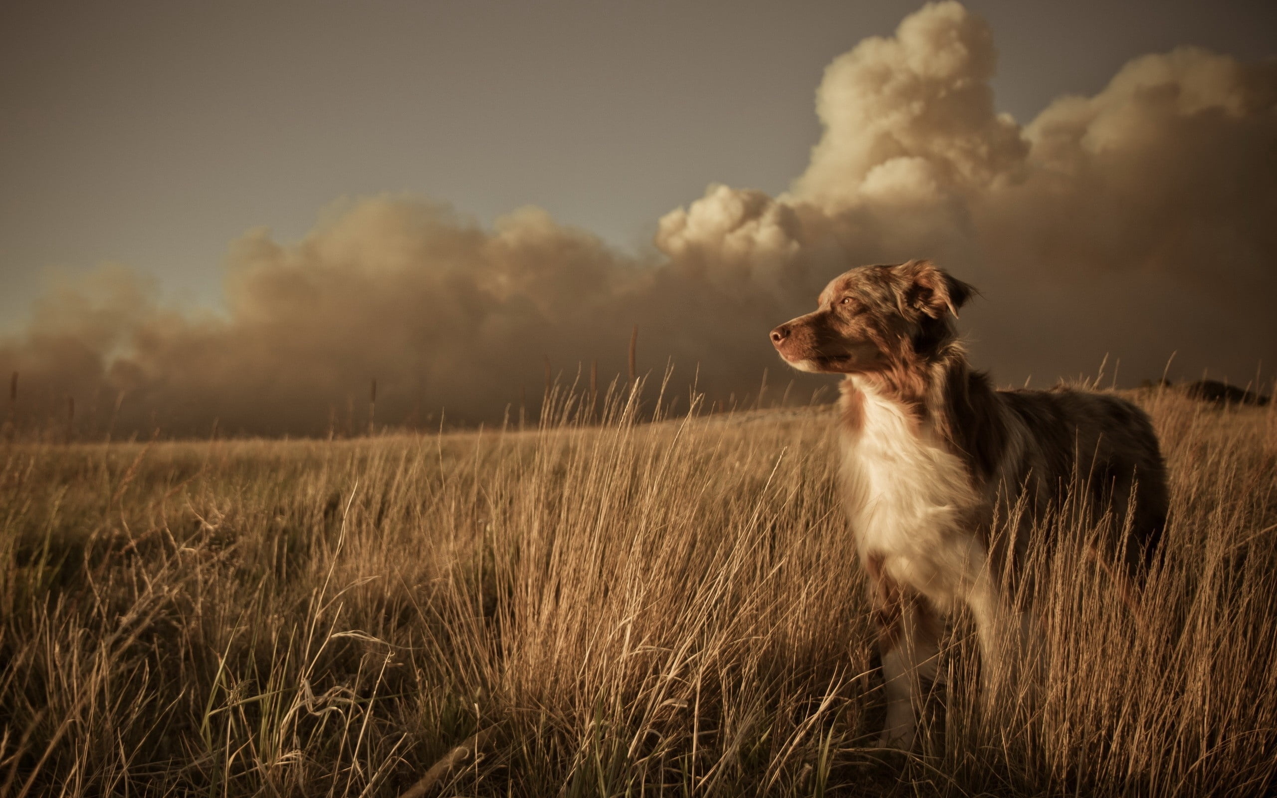 one Animal, looking away, summer, canine, brown, white, mammal, cheerful, purebred Dog, outdoors, nature, animal themes, vertebrate, cloud - sky, animals And Pets, HD Wallpaper