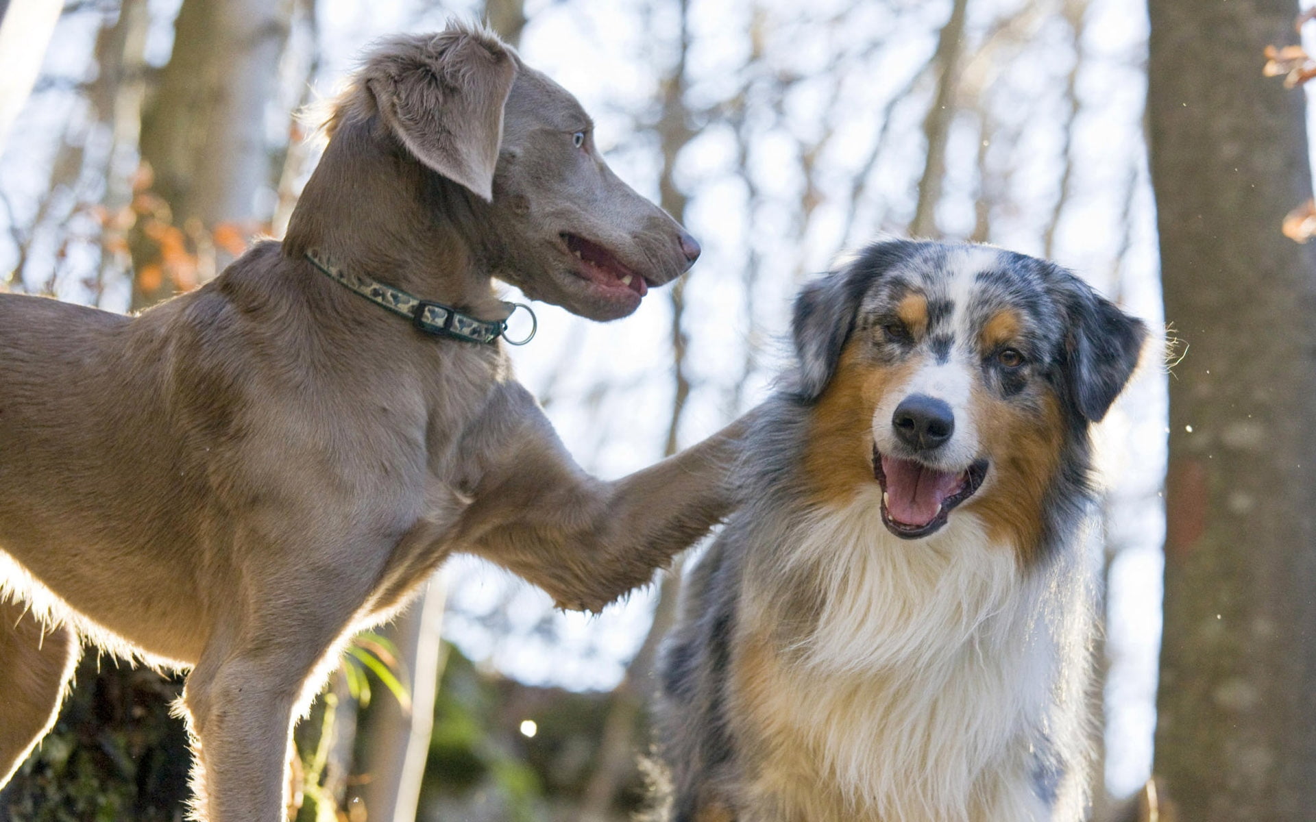 one animal, no people, friendship, face, animal, focus on foreground, puppy, shepherd, pets, australian, domestic, weimaraner, black Color, young Animal, HD Wallpaper