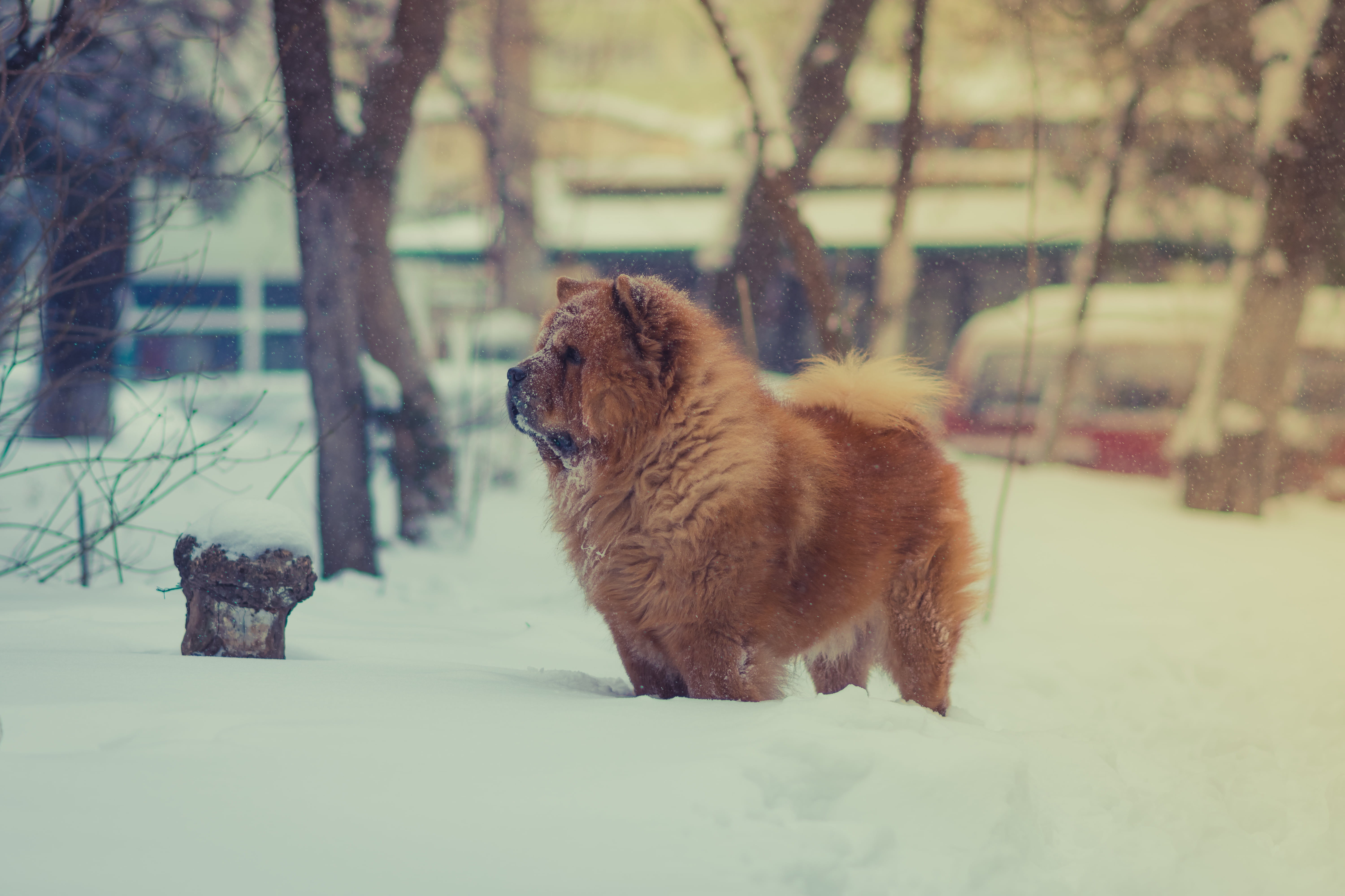 fun, dog, playful, white, land, puppy, canine, adult, friendship, vertebrate, sitting, park - Man Made Space, walking, chow chow, nature, one Animal, cold - Temperature, HD Wallpaper