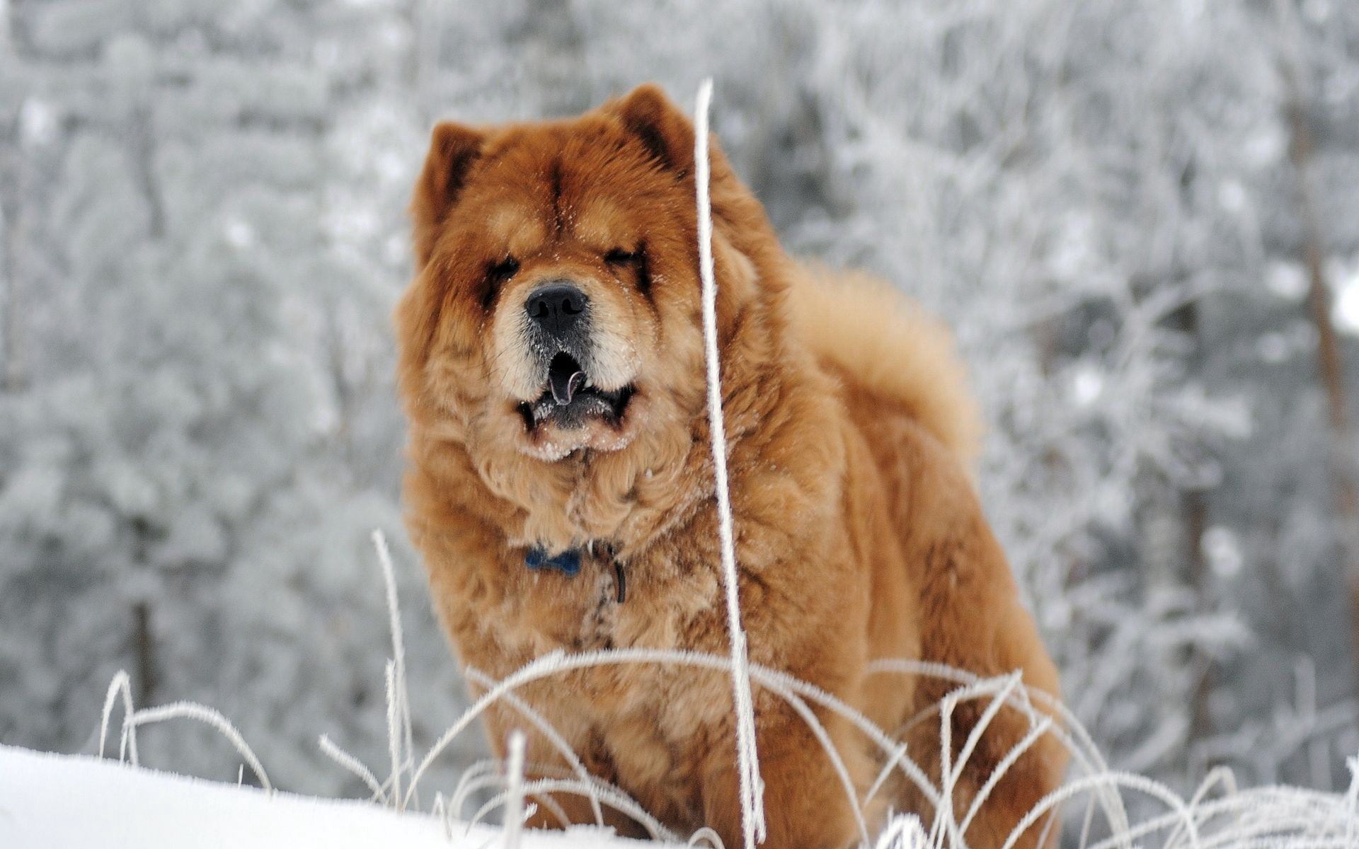 dog, vertebrate, pets, brown, no people, chow, 1080P, day, cold - Temperature, animal themes, looking, nature, fat, adult, forest, face, snowing, puppy, HD Wallpaper