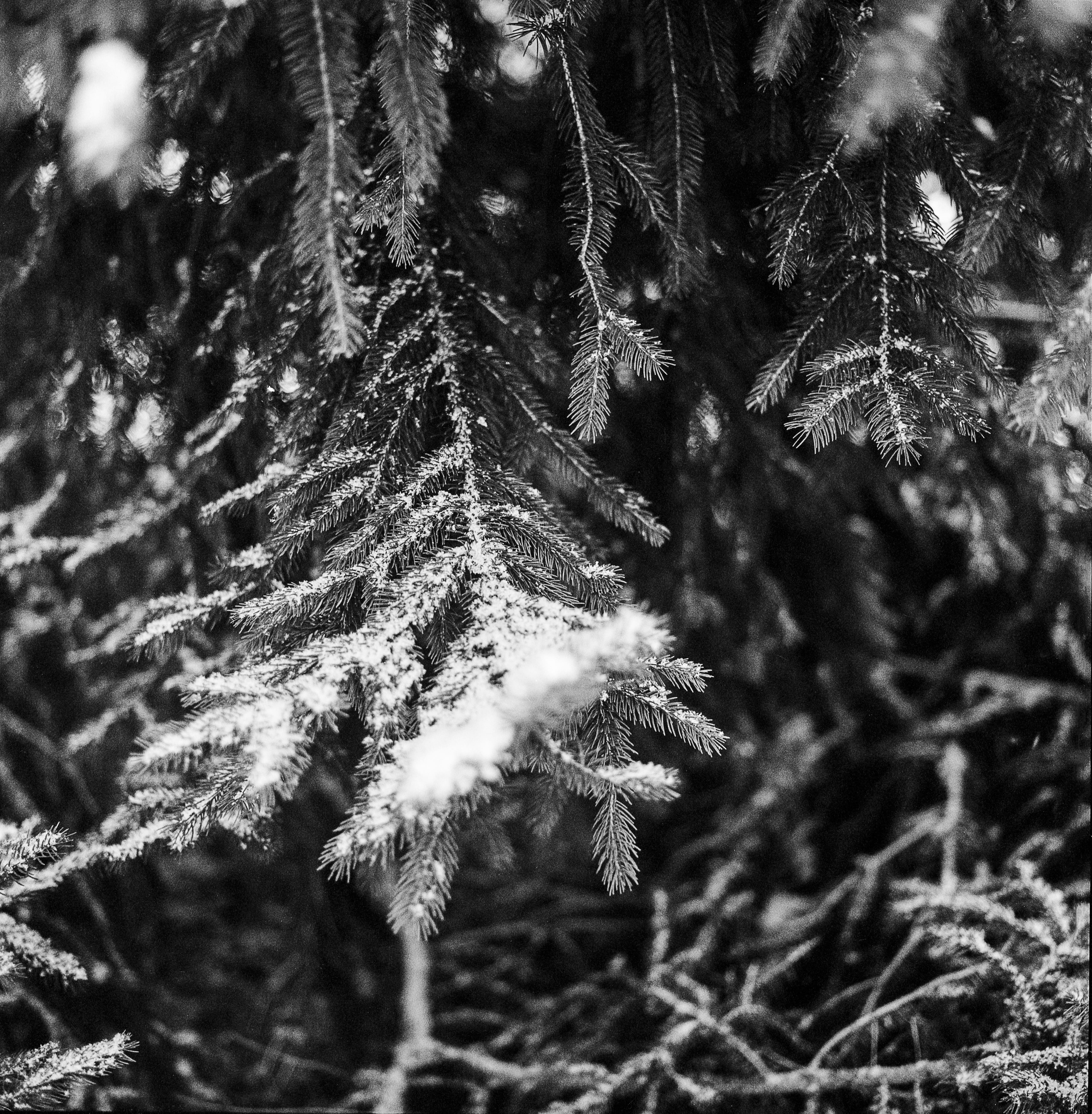 pine tree, fir, spruce, cold temperature, growth, frost, plant, abies, weather, fir tree, snowflake, conifer, focus on foreground, mediumformat, selective focus, Phone HD Wallpaper