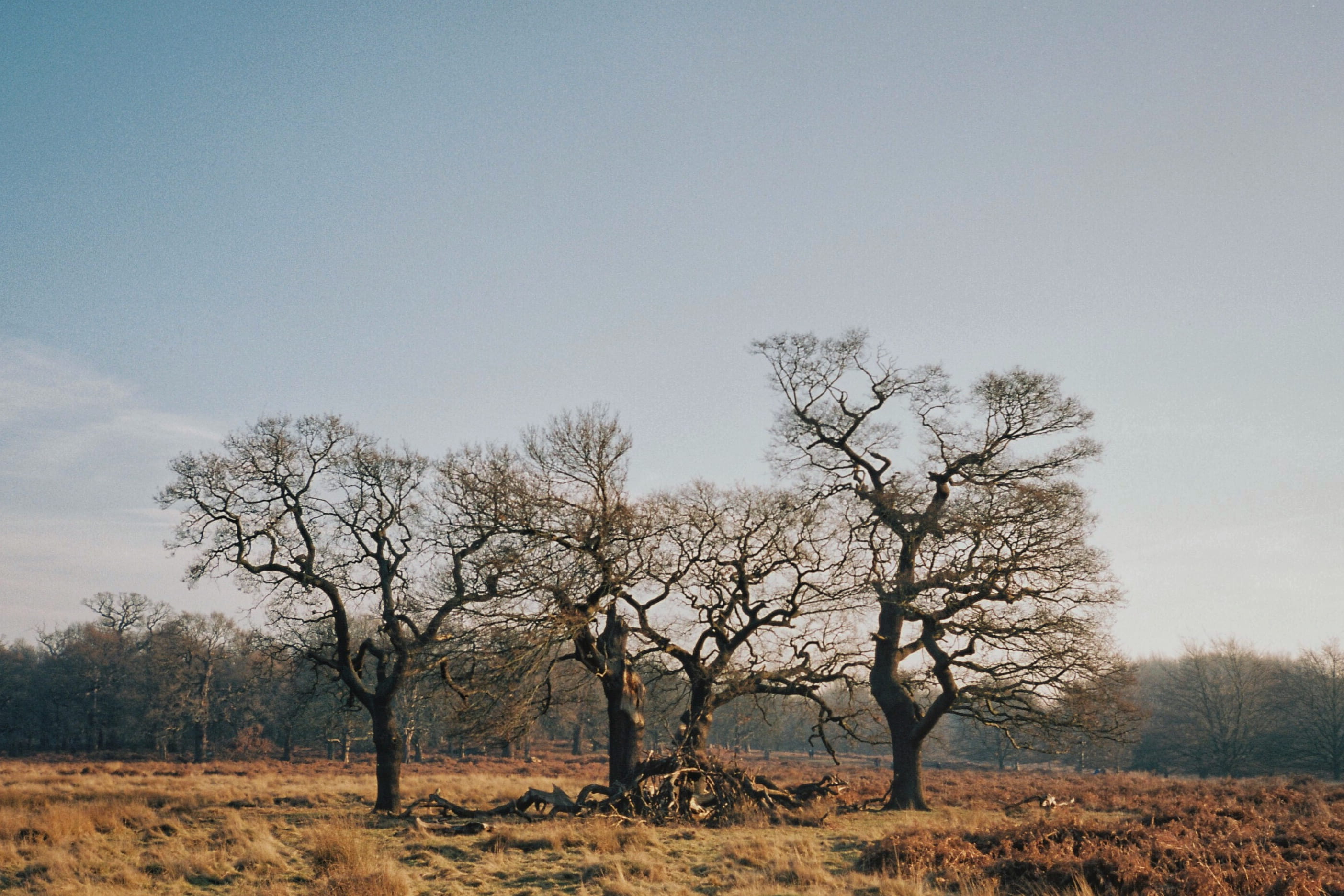 beauty in nature, richmond, environment, grass, plant, land, mediumformat, outdoors, richmondpark, london, tree trunk, film, field, 2K, non-urban scene, HD Wallpaper