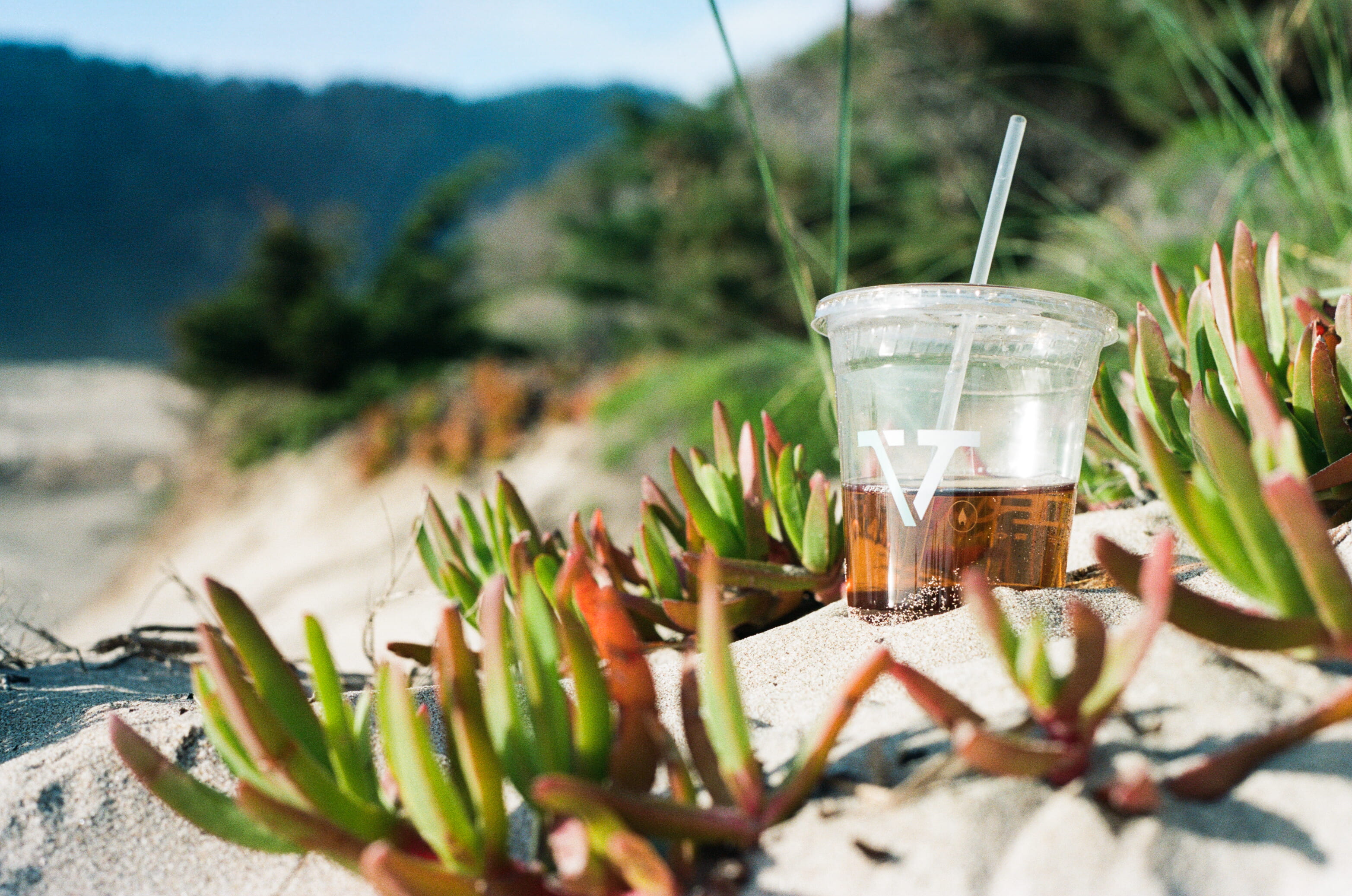 iceplant, outside, drinking glass, aesthetic, beach, close-up, cannon, californium, herb, coffee, coniferous tree, food, holiday, 2K, food and drink, verve, HD Wallpaper