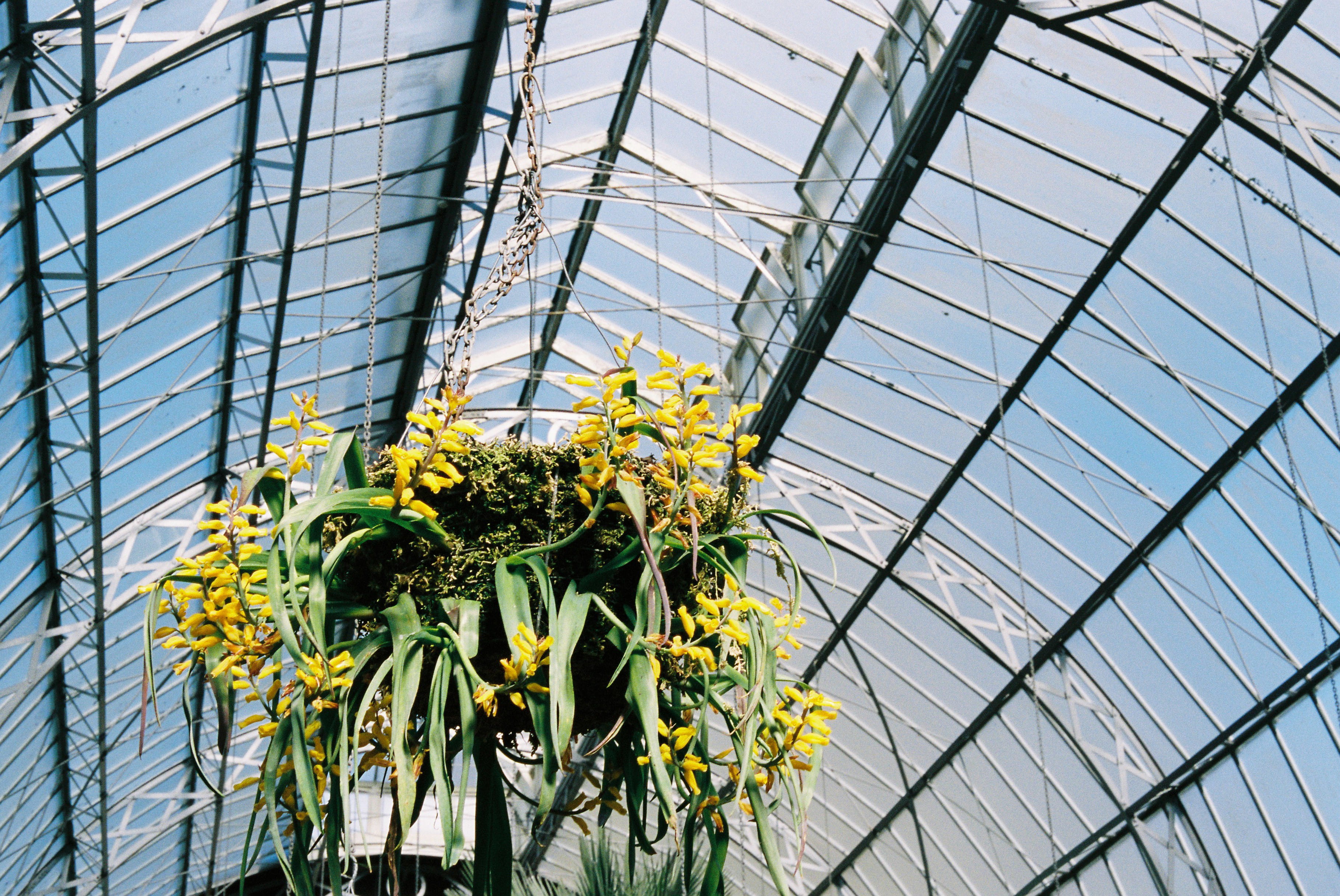 shot on film, built structure, auckland, ceiling, portra 400, kodak, outdoors, sky, nature, plants, architecture, flowers, fragility, film photography, HD Wallpaper