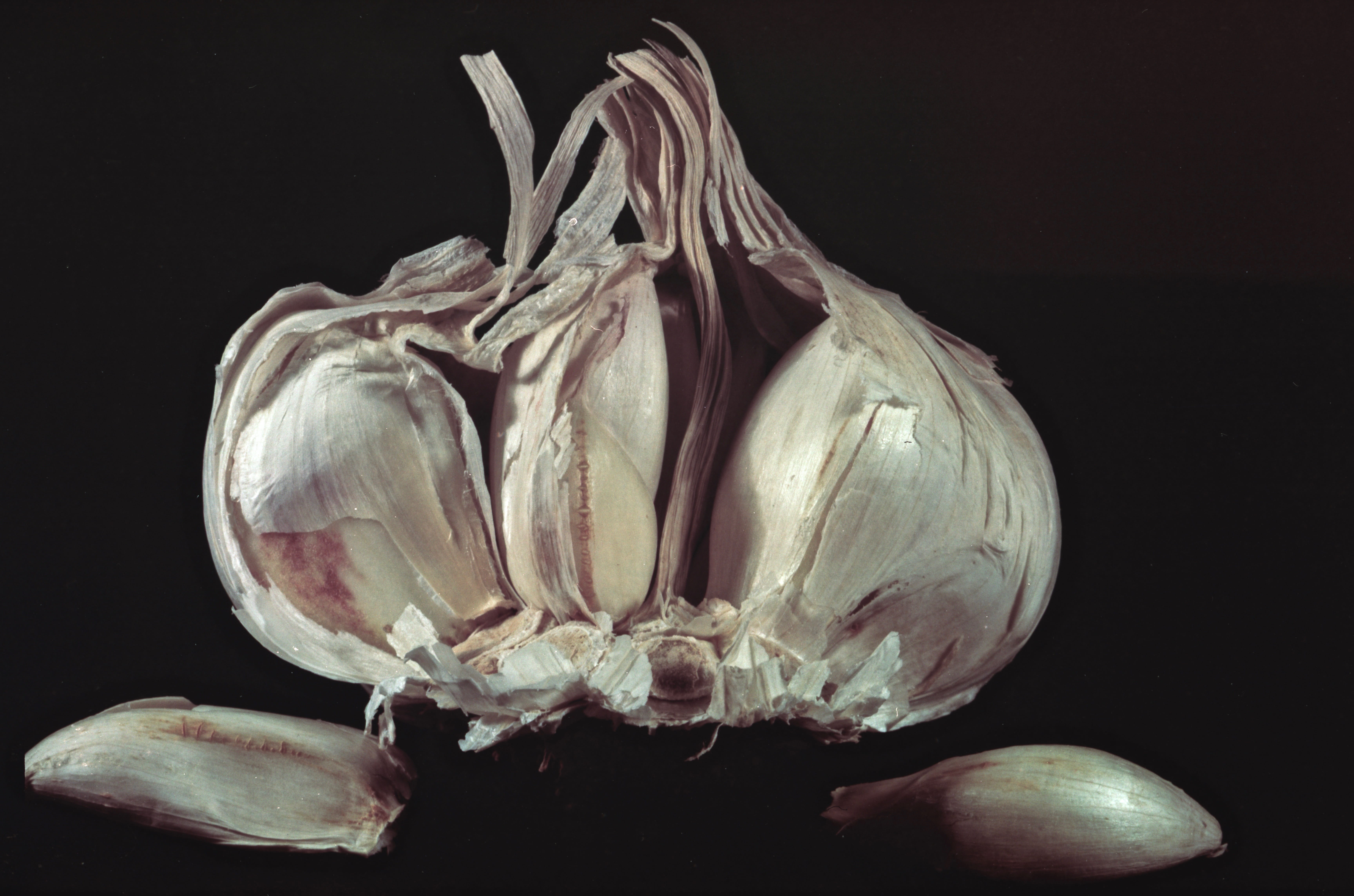 french, condiment, wellbeing, food, single object, raw food, vegetable, 5K, food and drink, garlic, indoors, color, onion, close-up, cooking, healthy eating, HD Wallpaper