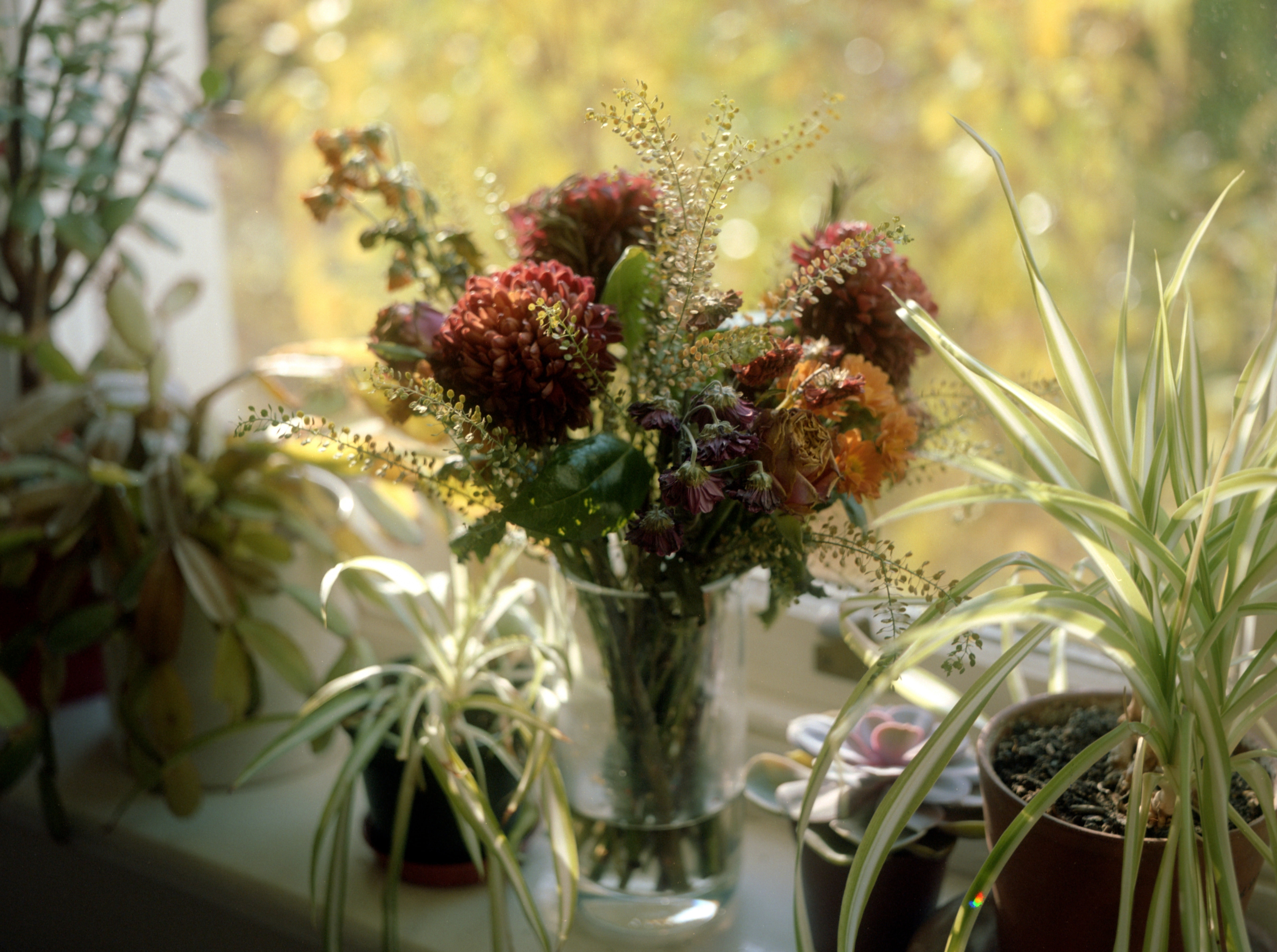 flowering plant, flower head, Bridal, red, rollei, bouquet, vase, petaled, plant, kodak, Rolleiflex, flower, freshness, indoors, vulnerability, growth, HD Wallpaper