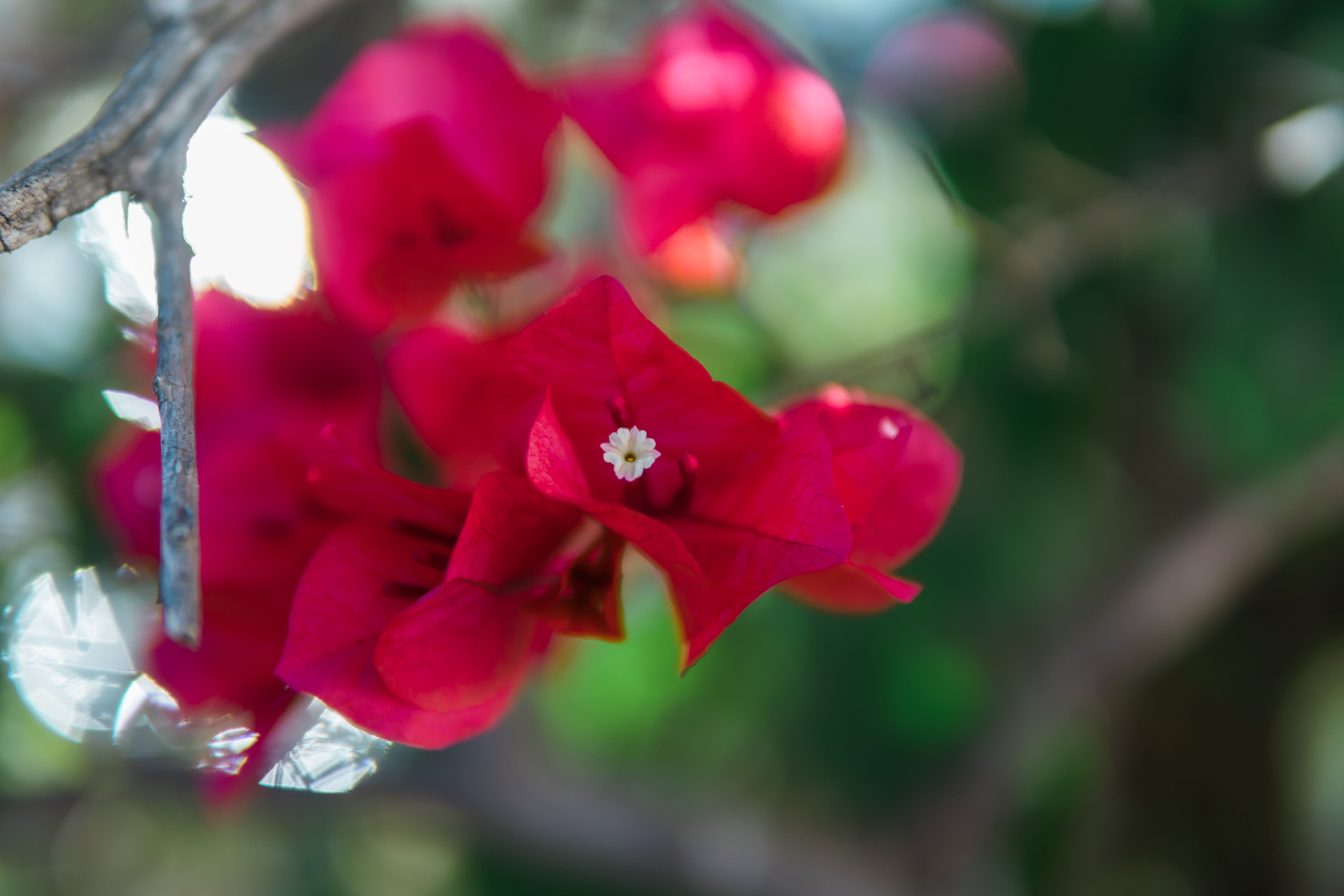 nature, pink, fragility, day, vulnerability, portra, portra 400, flower, close-up, focus on foreground, red, beauty in nature, inflorescence, trees, pink color, HD Wallpaper
