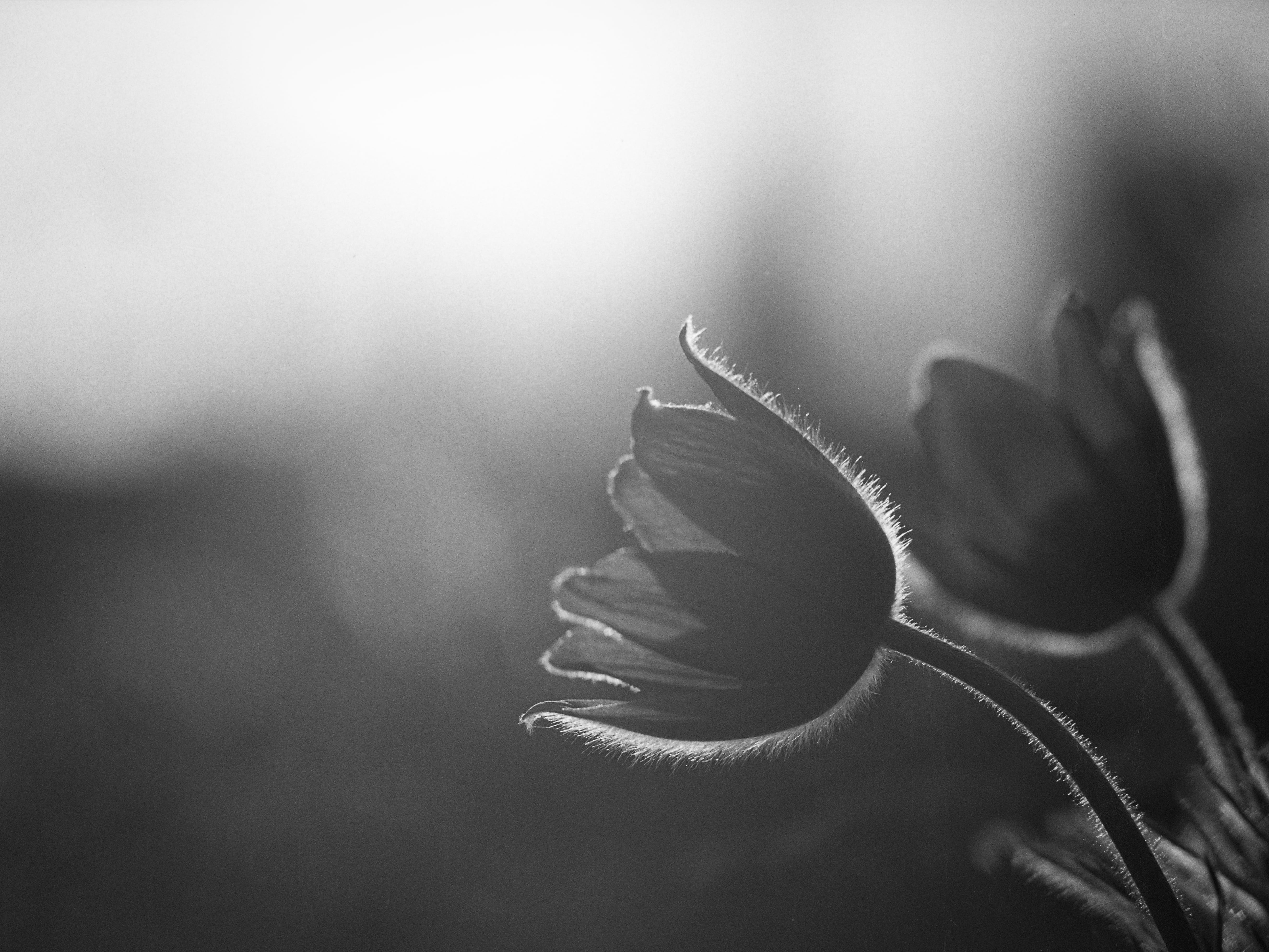 Europa, Nahaufnahme, BW, 4K, SW, beauty In Nature, close-up, Analog, nwd, photography, x 400, BandW, grayscale, macrophotography, Hohe, environment, nature, HD Wallpaper