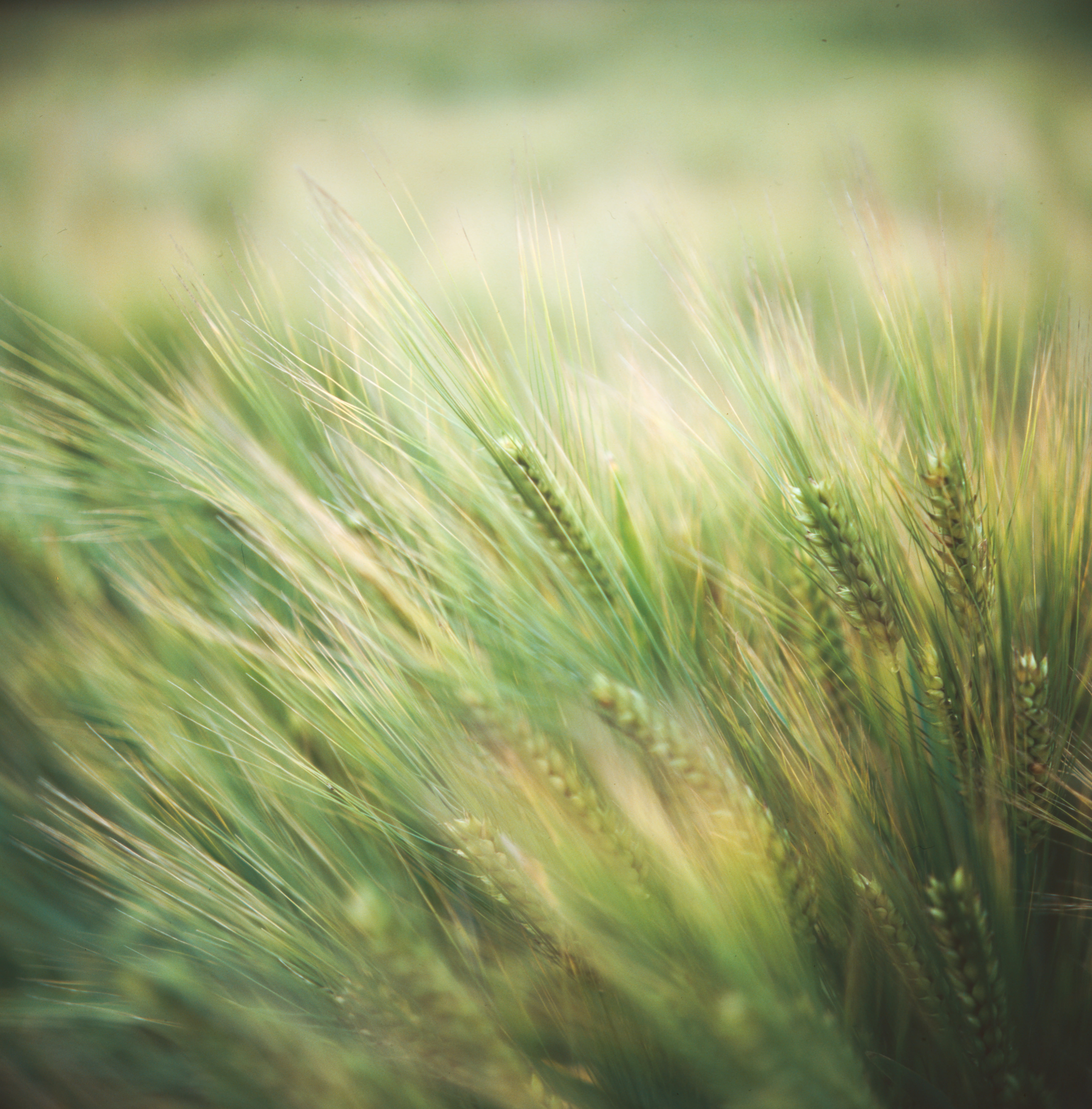 Provia, backgrounds, plant, outdoors, photography, Rolleiflex, grass, Taiwan, green Color, IMPRO, 大雅, summer, F2.8, macro photography, 8E, grasses, Planar, Phone HD Wallpaper
