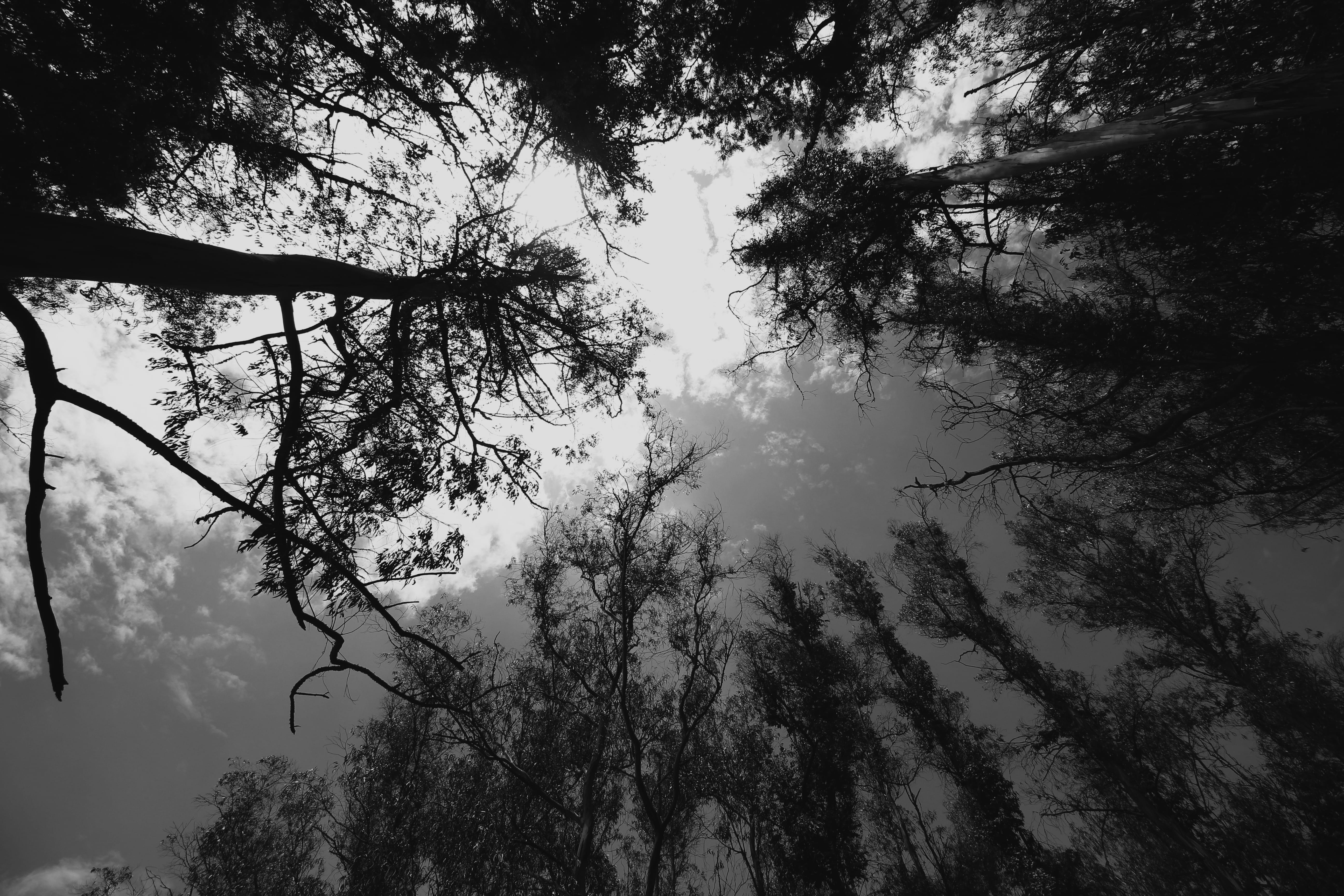 nature, cloud - sky, silhouette, day, forest, tranquil scene, plant, scenics - nature, tranquility, growth, trunk, india, sky, no people, branch, outdoors, HD Wallpaper