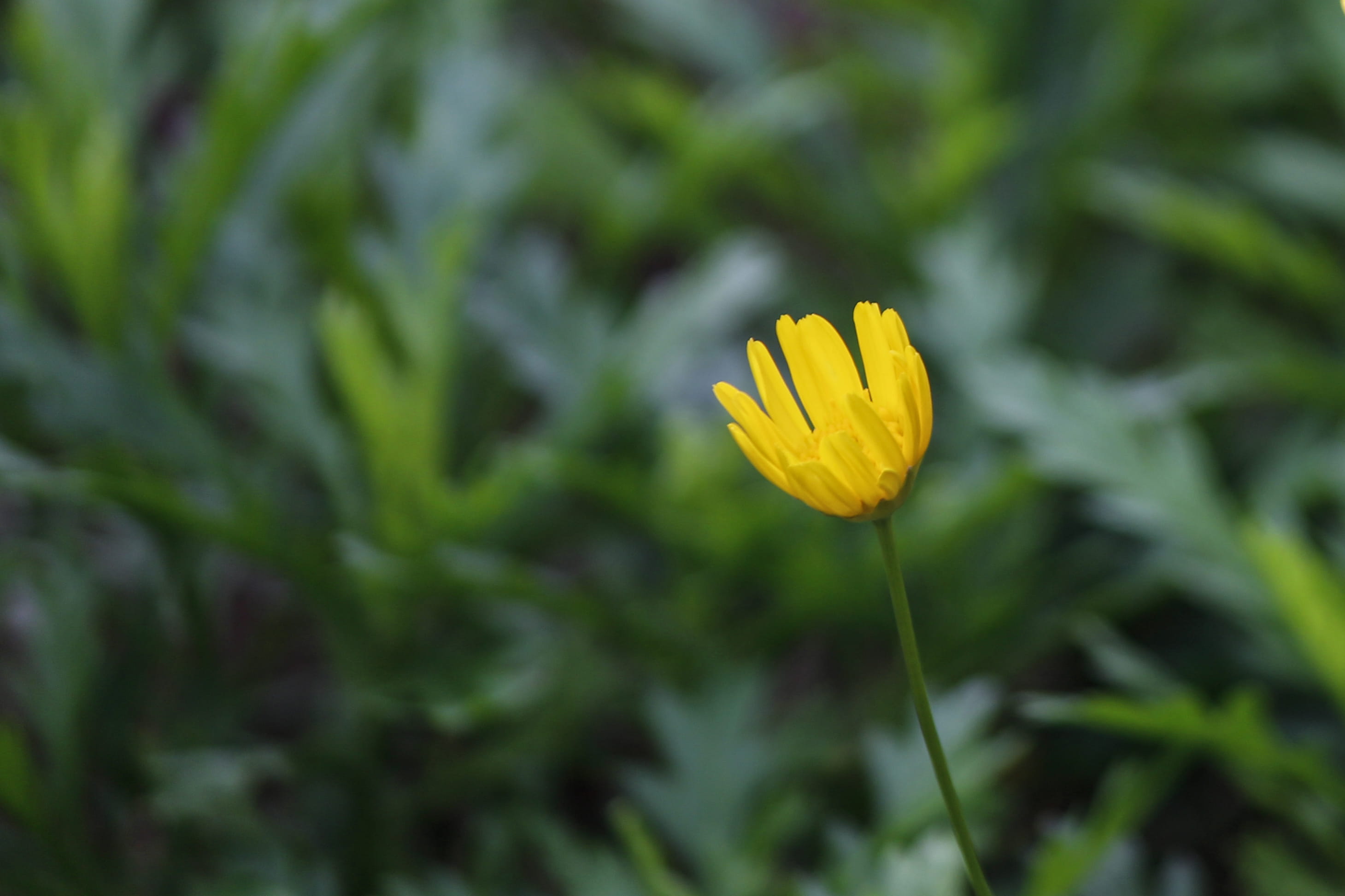 wildlife, flower, macro, inflorescence, floral, plant, freshness, india, petal, ooty, blooms, plants, outdoors, petals, growth, yellow, no people, pollen, HD Wallpaper