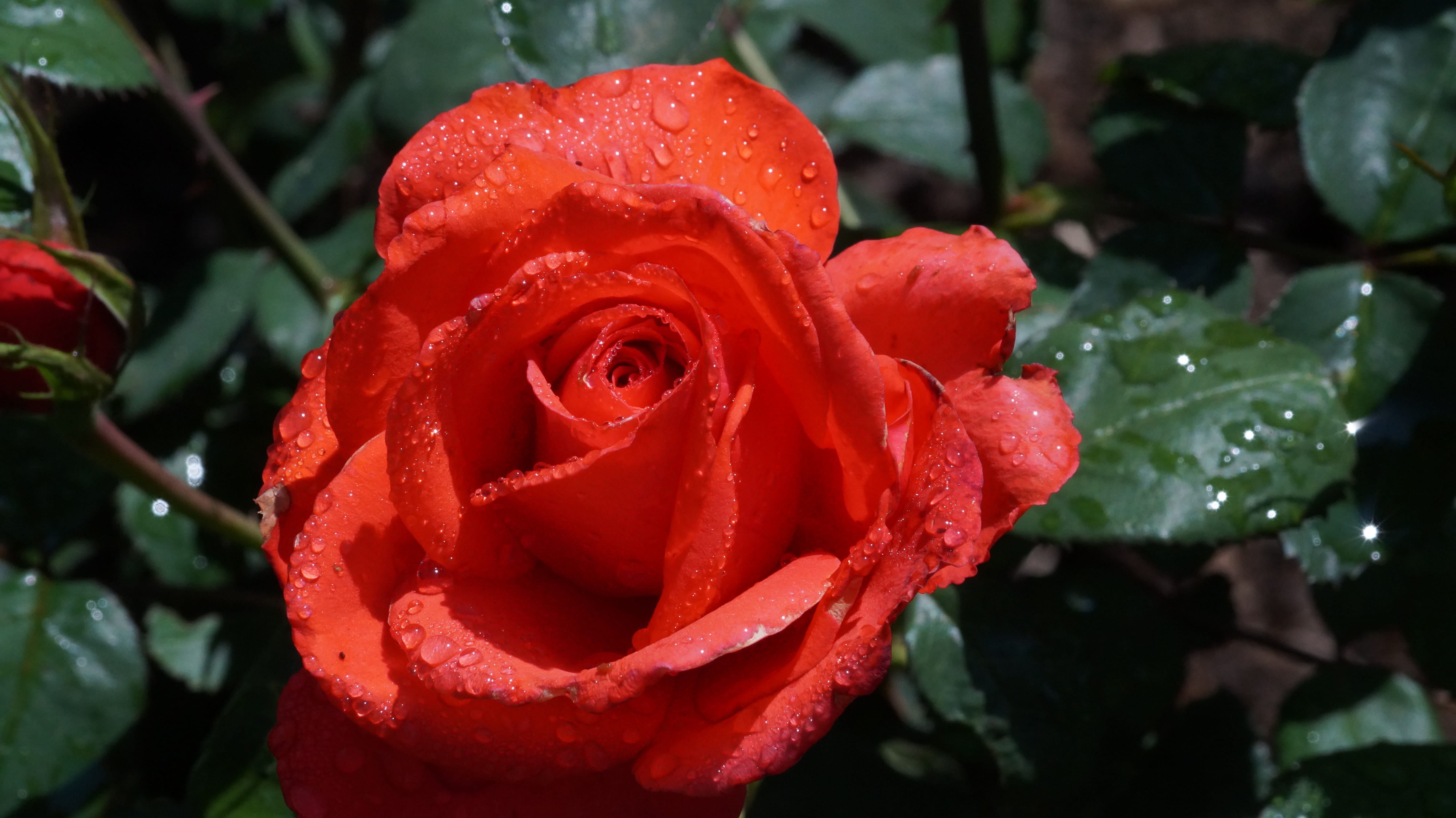 raindrop, close-up, plant, fragility, water, flowering plant, dew, outdoors, beauty, 5K, photo, rose - flower, petal, ooty, red, photography, garden, freshness, HD Wallpaper